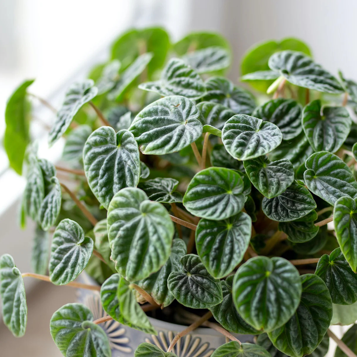 Emerald Ripple Peperomia