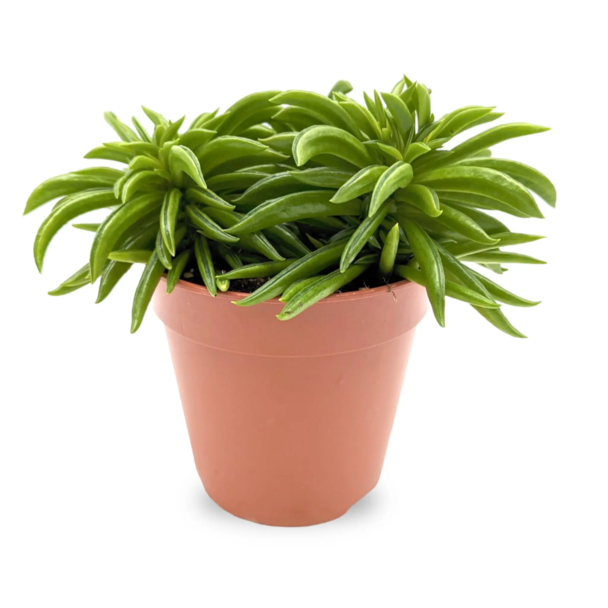 Happy Bean Peperomia