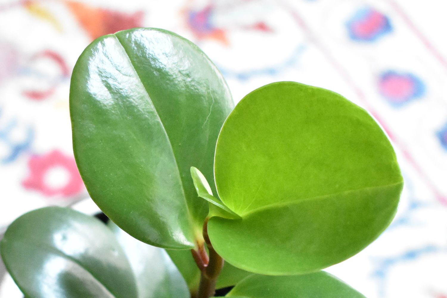 Baby Rubber Plant