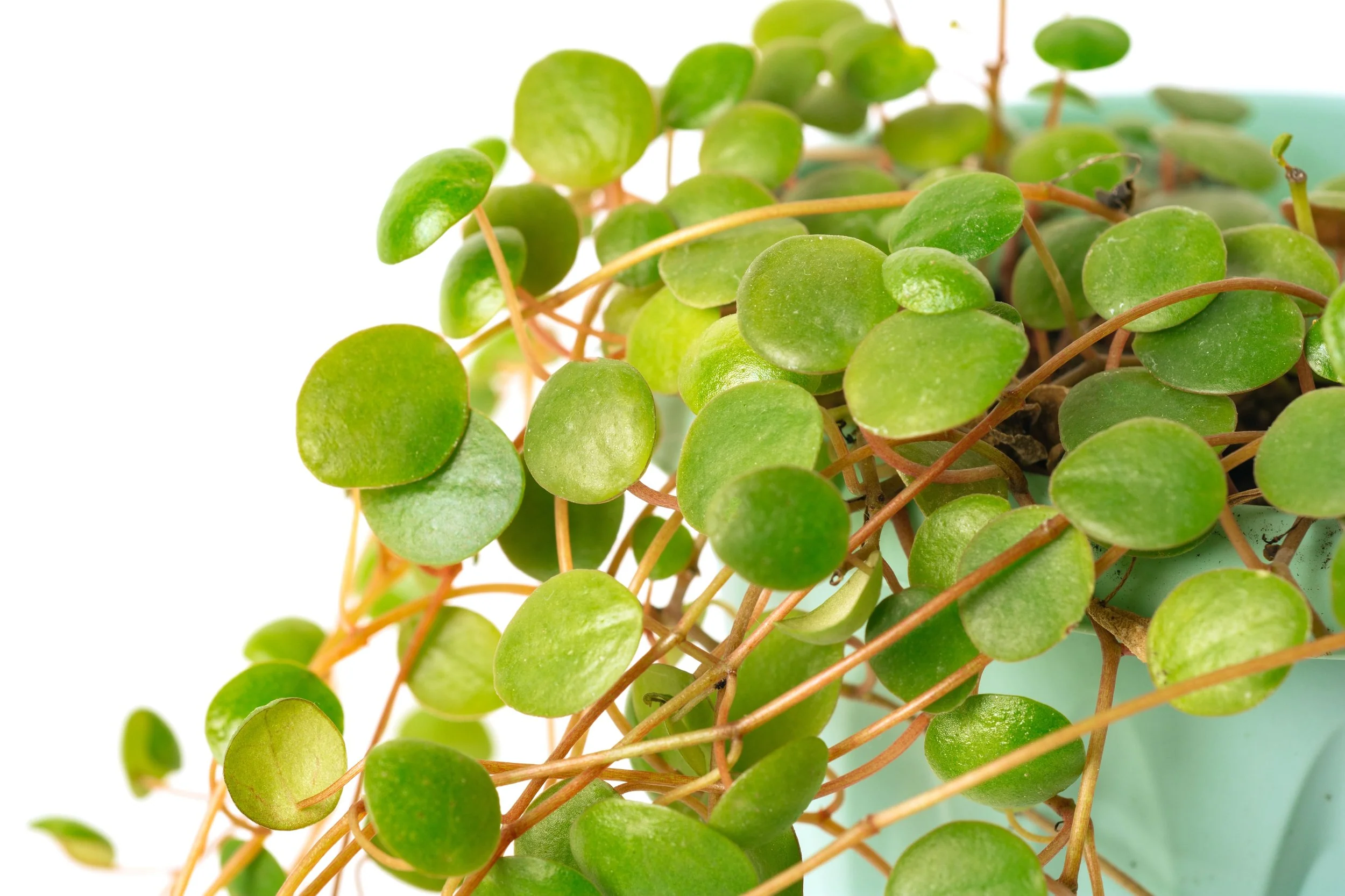 Pepperspot Peperomia