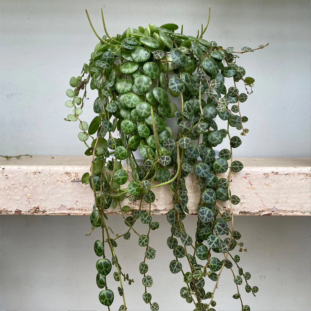 String of Turtles