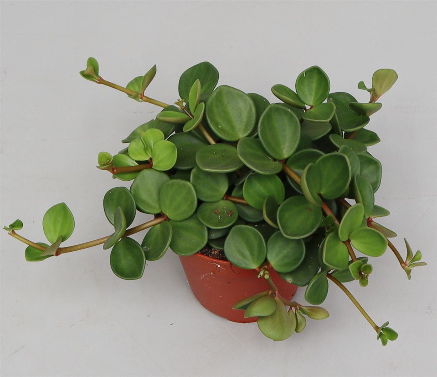 Hope Peperomia