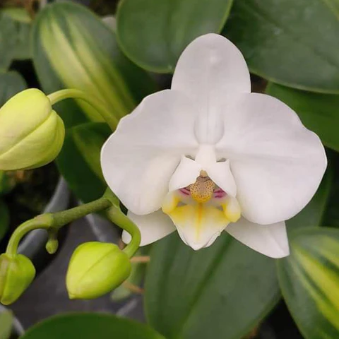 Moth Orchid