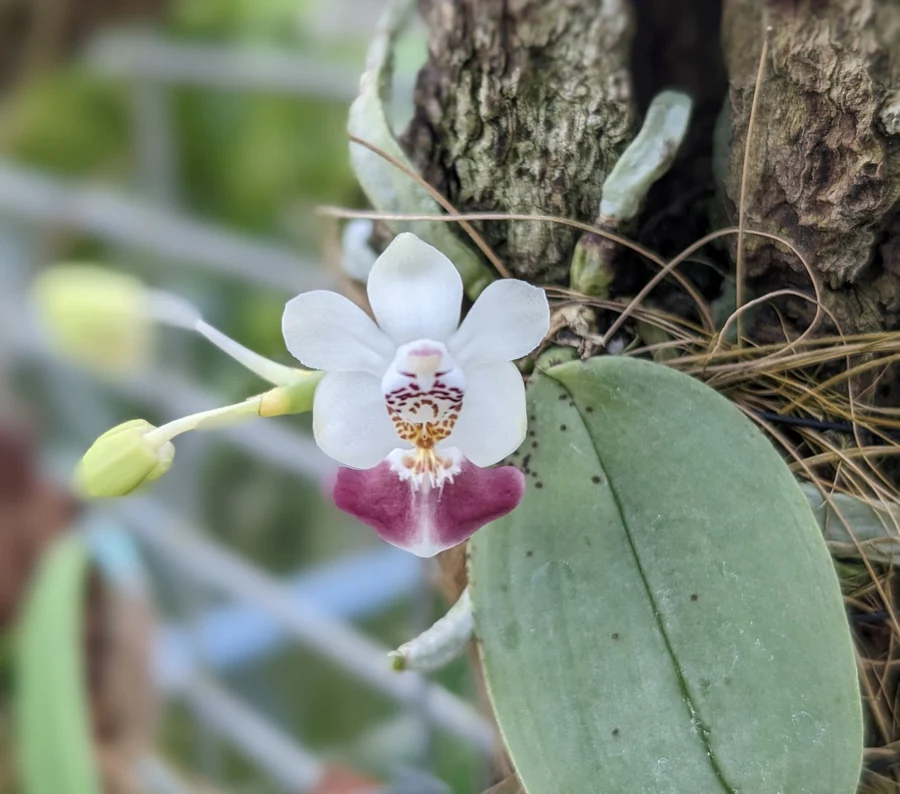 Parish's Phalaenopsis