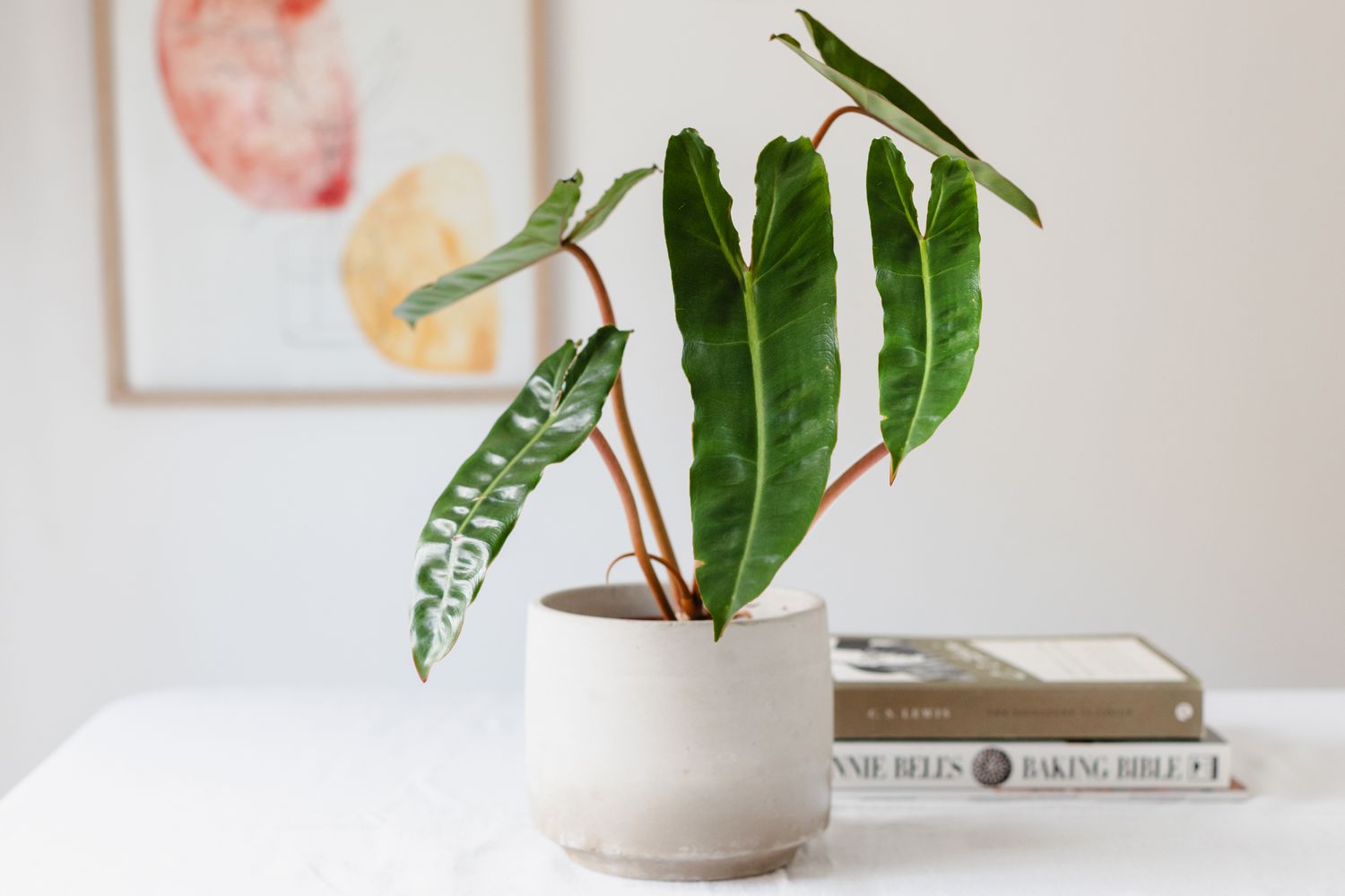 Philodendron billietiae