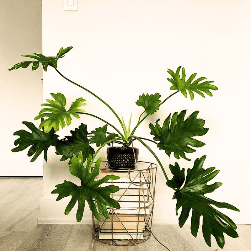 Philodendron bipinnatifidum