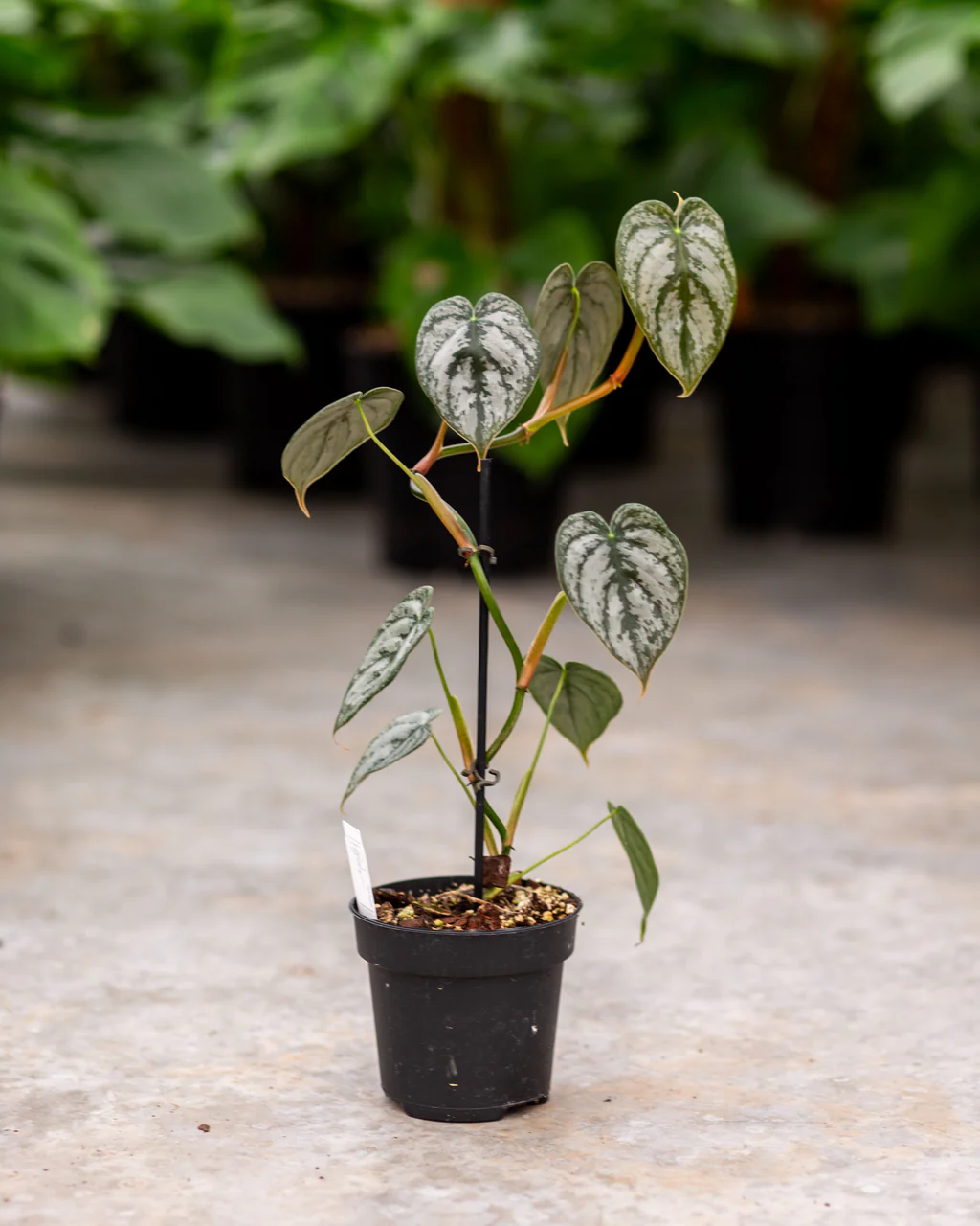 Philodendron brandtianum