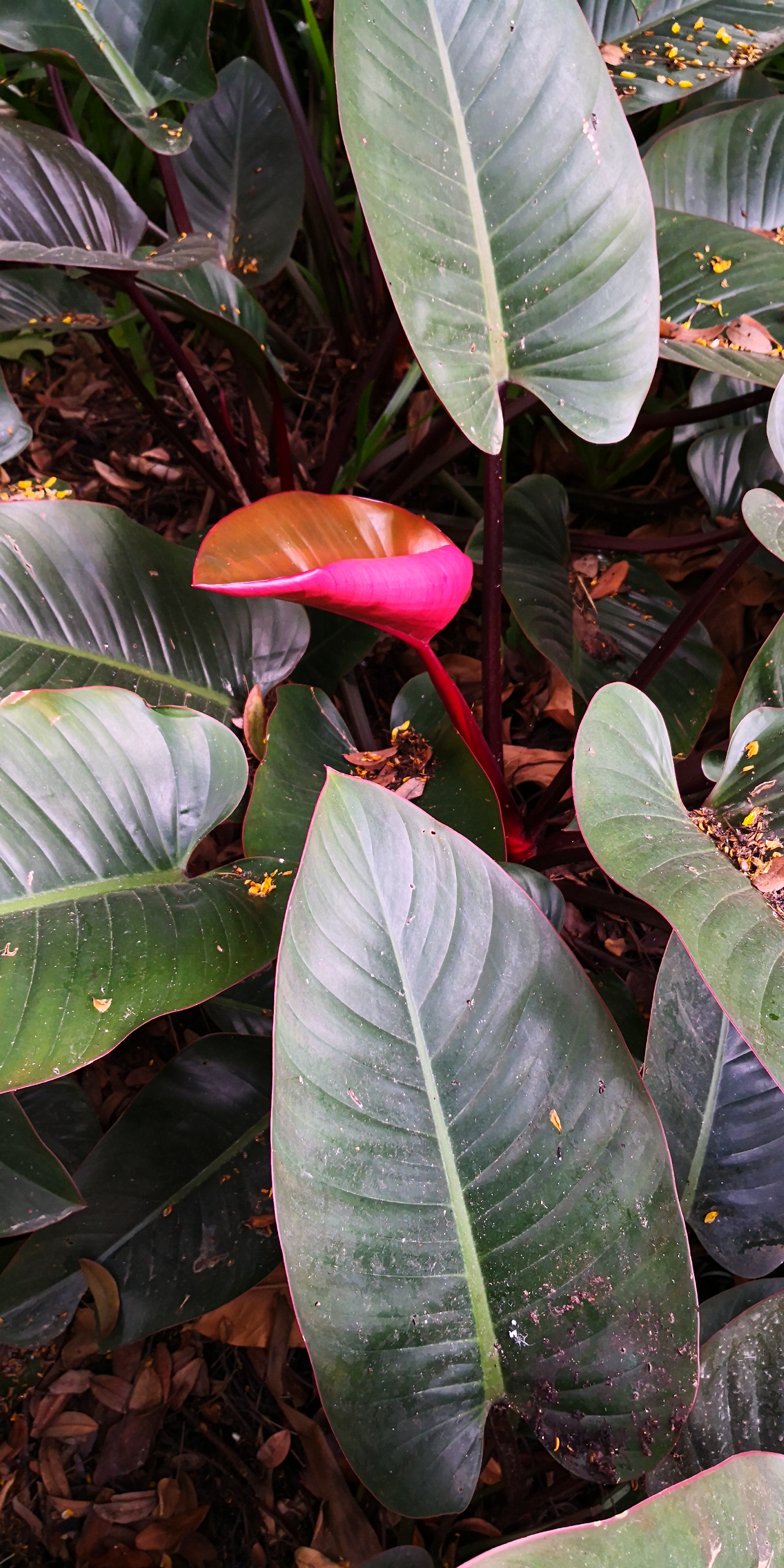 Philodendron Pink Princess