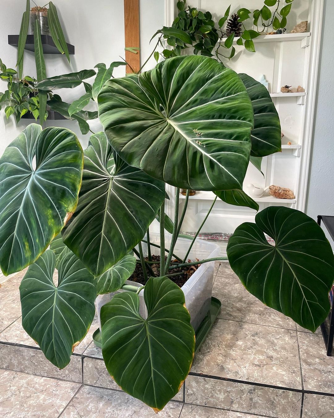 Philodendron gloriosum