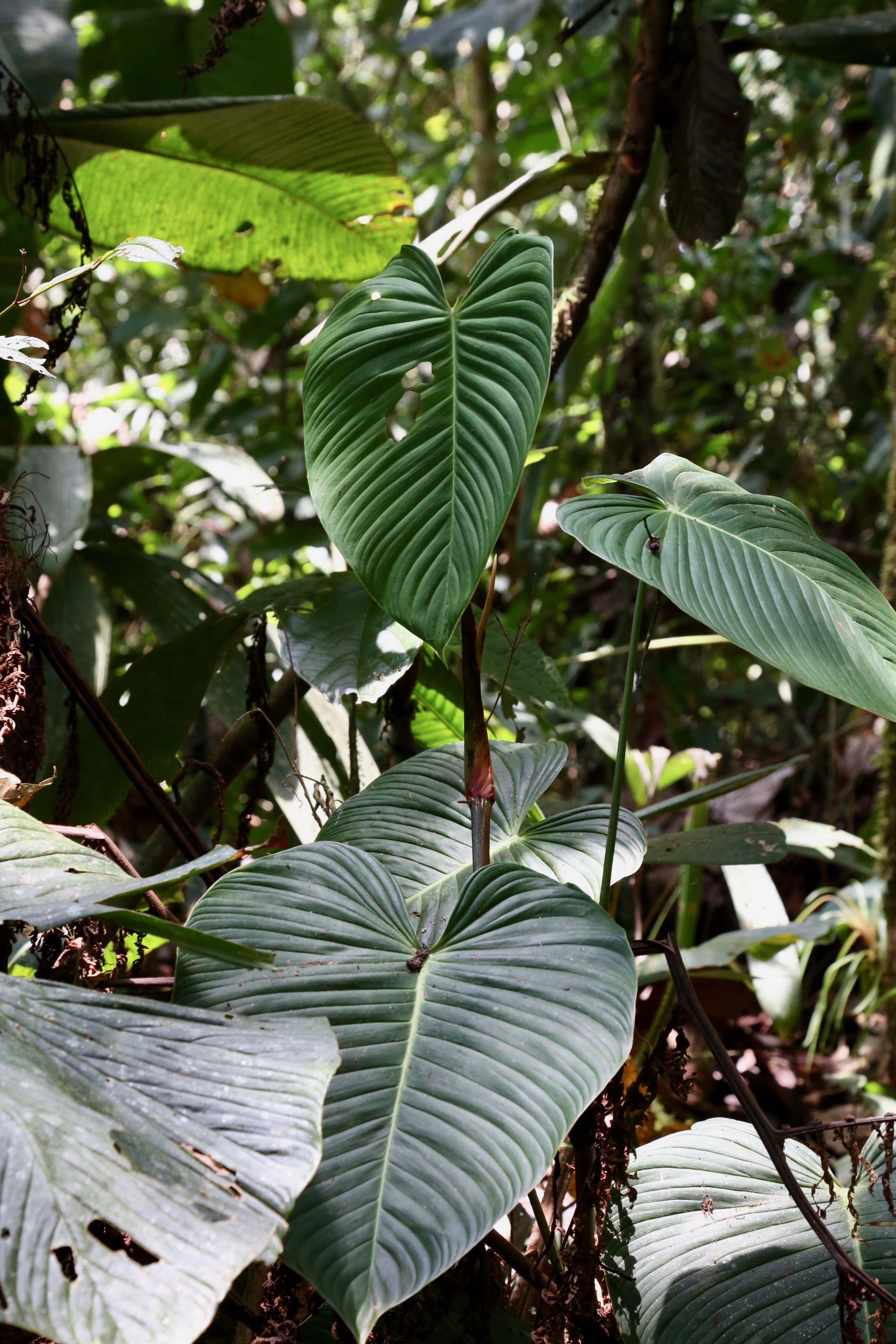 Philodendron grandipes