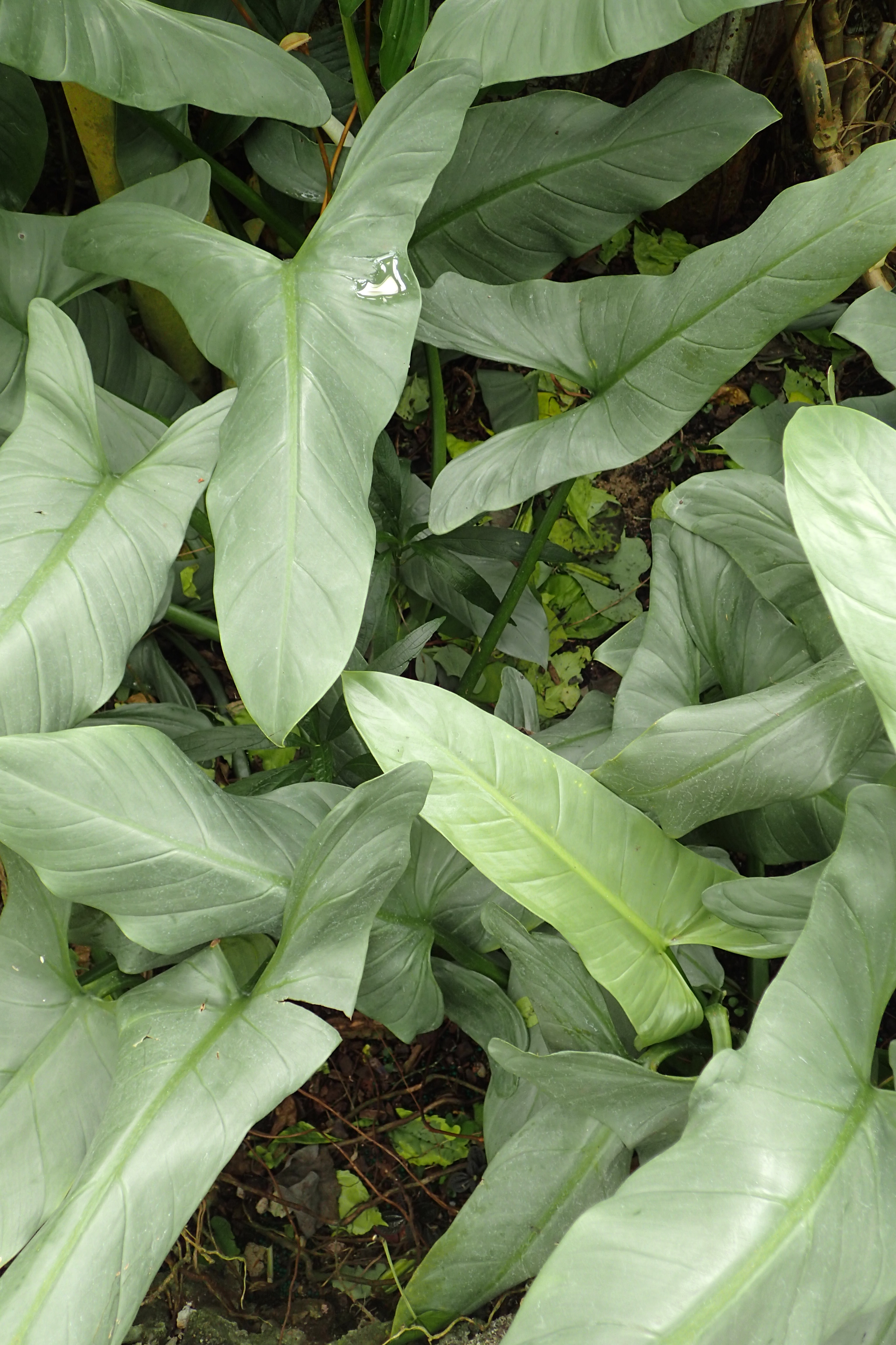 Philodendron 'Silver Sword'