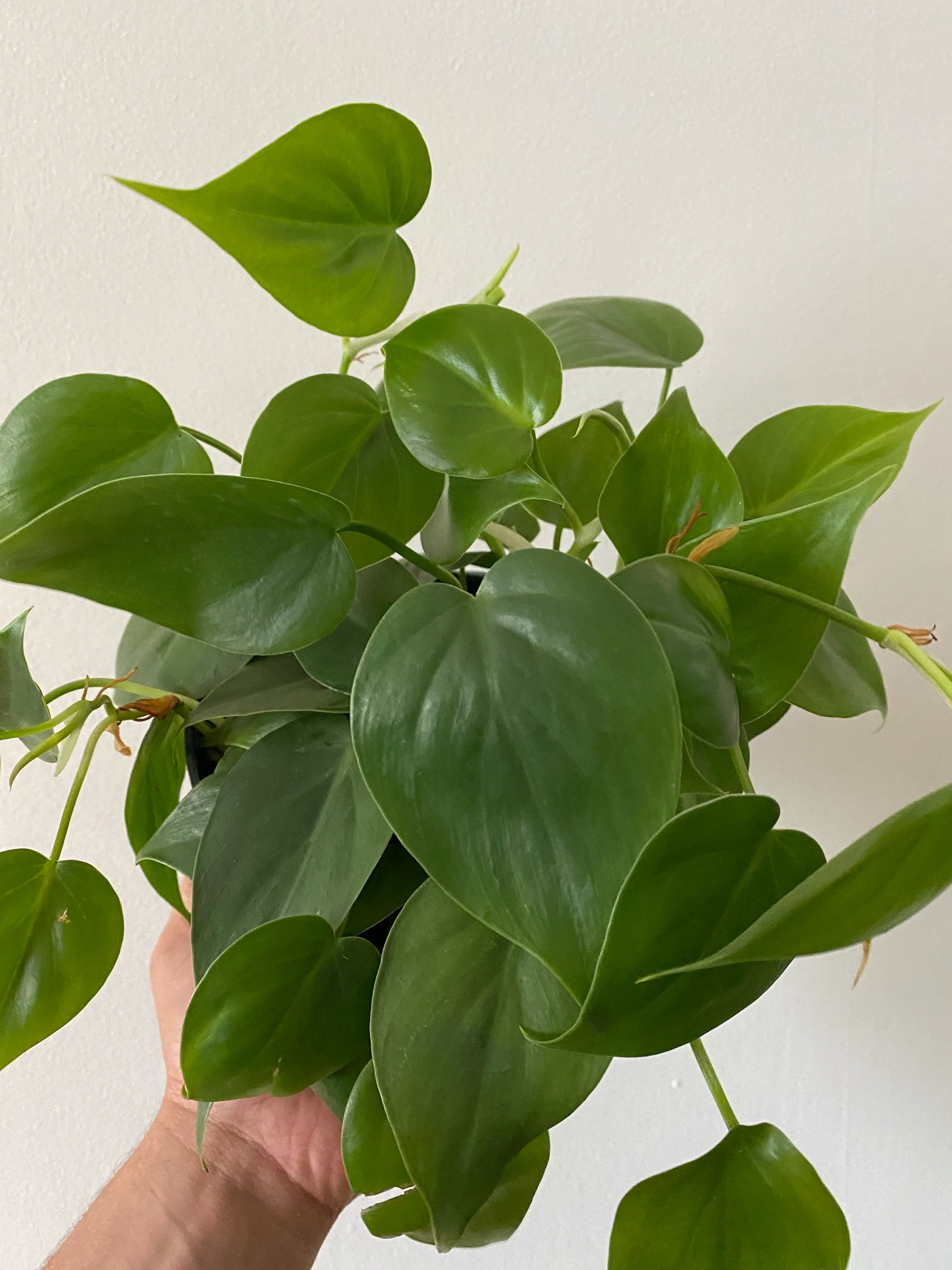 Velvet Philodendron