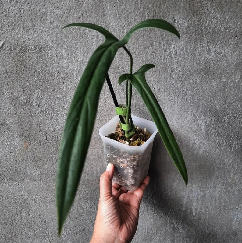 Philodendron holtonianum