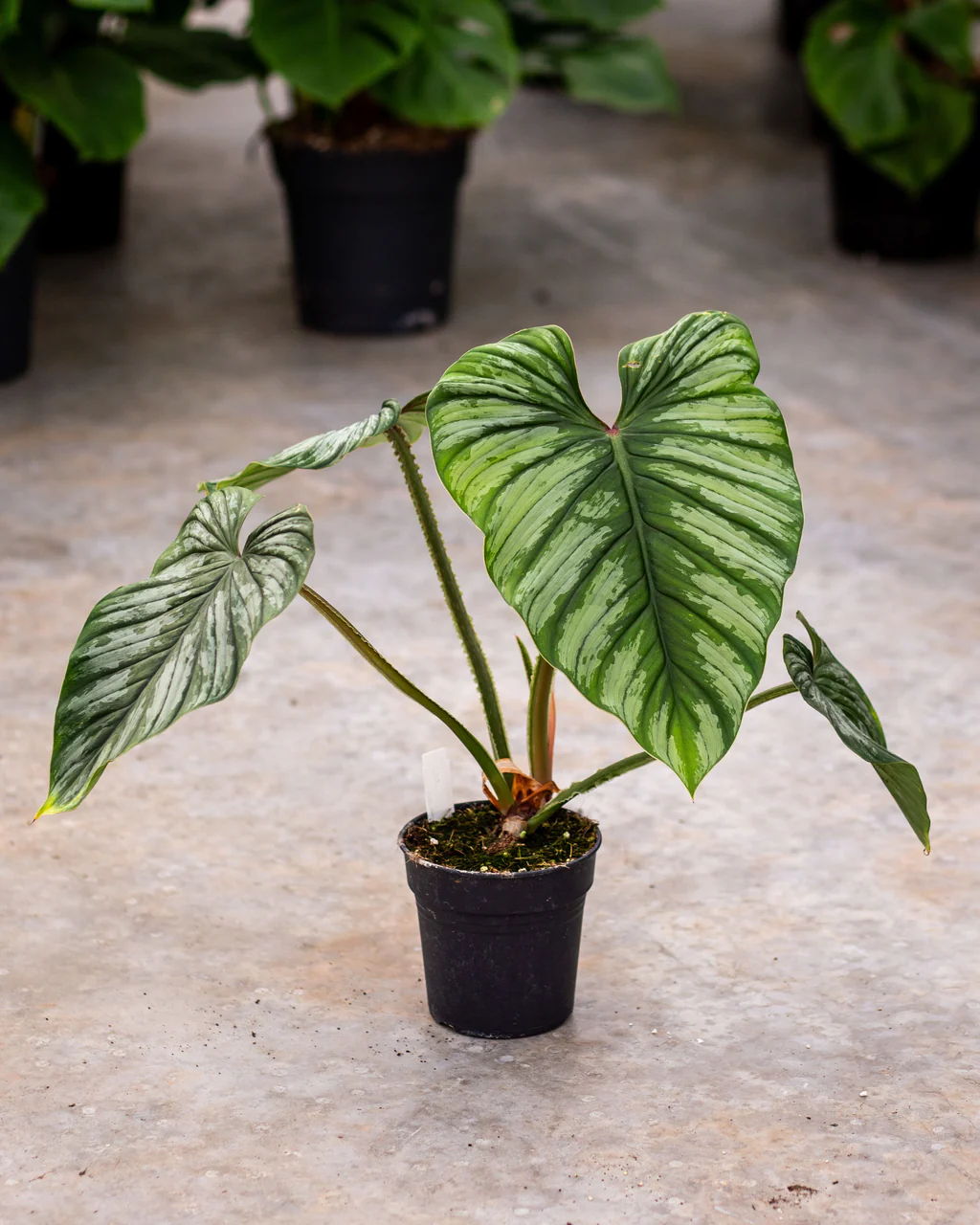 Philodendron mamei