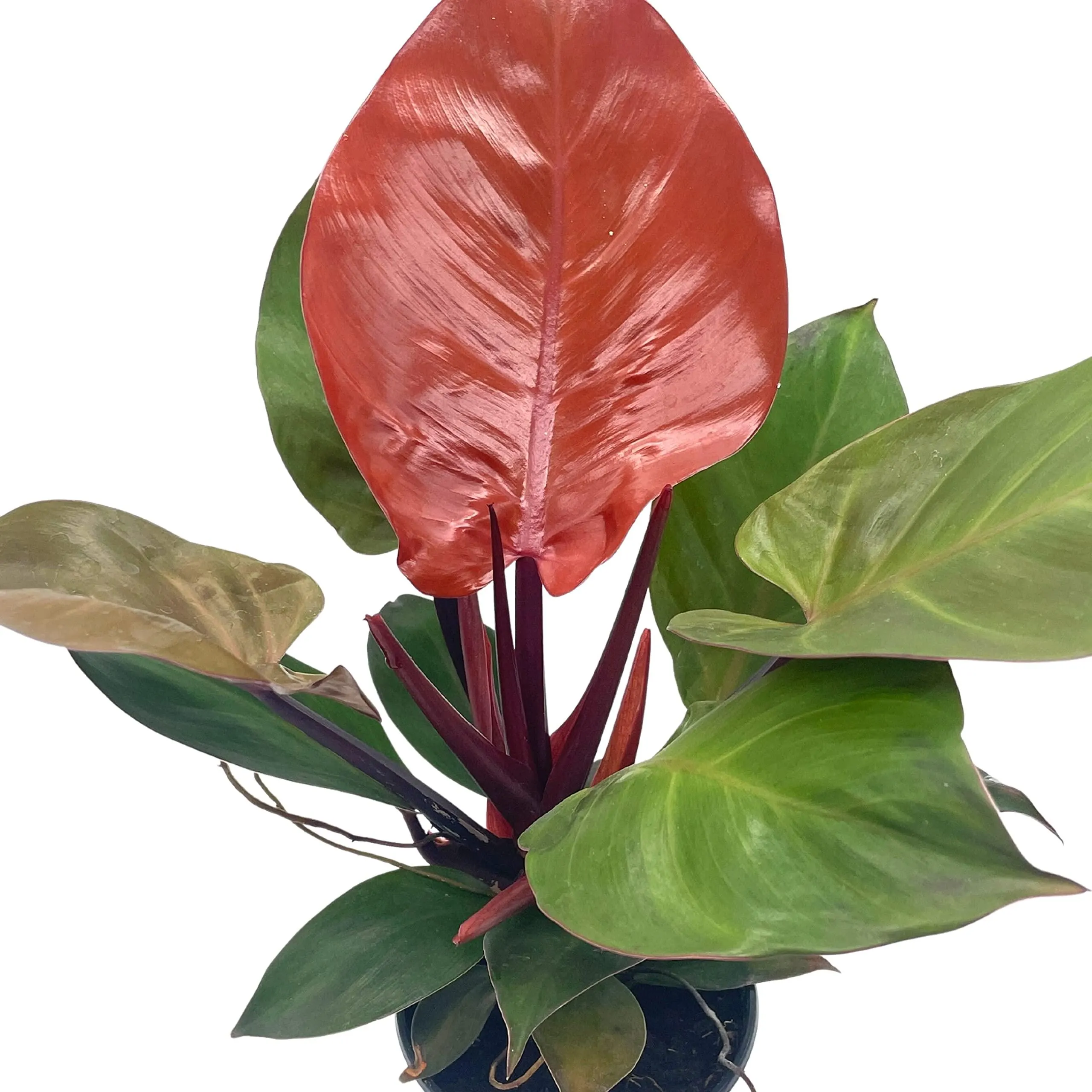 McColley's Finale Philodendron