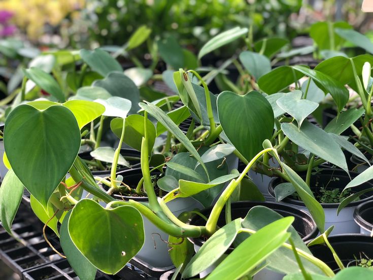 Philodendron microstictum