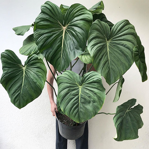 Philodendron peltatum