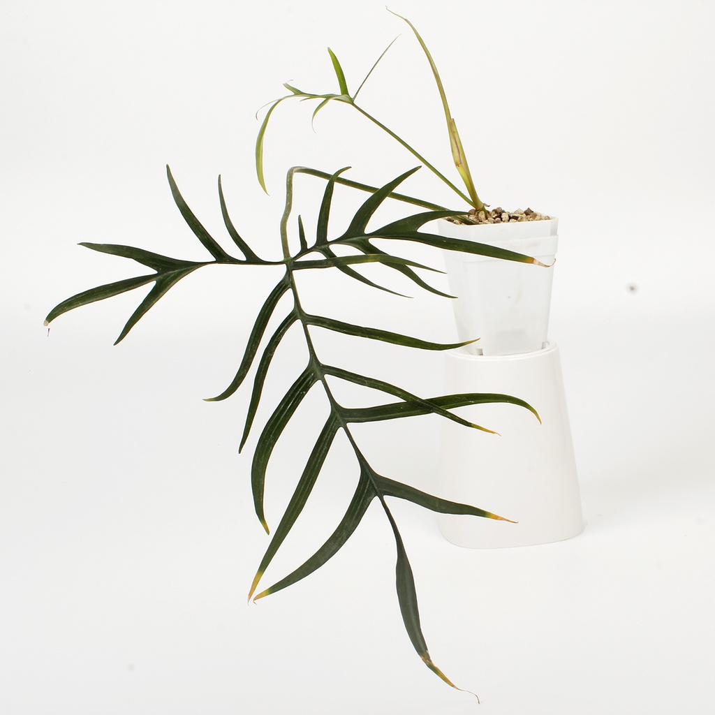 Philodendron polypodioides