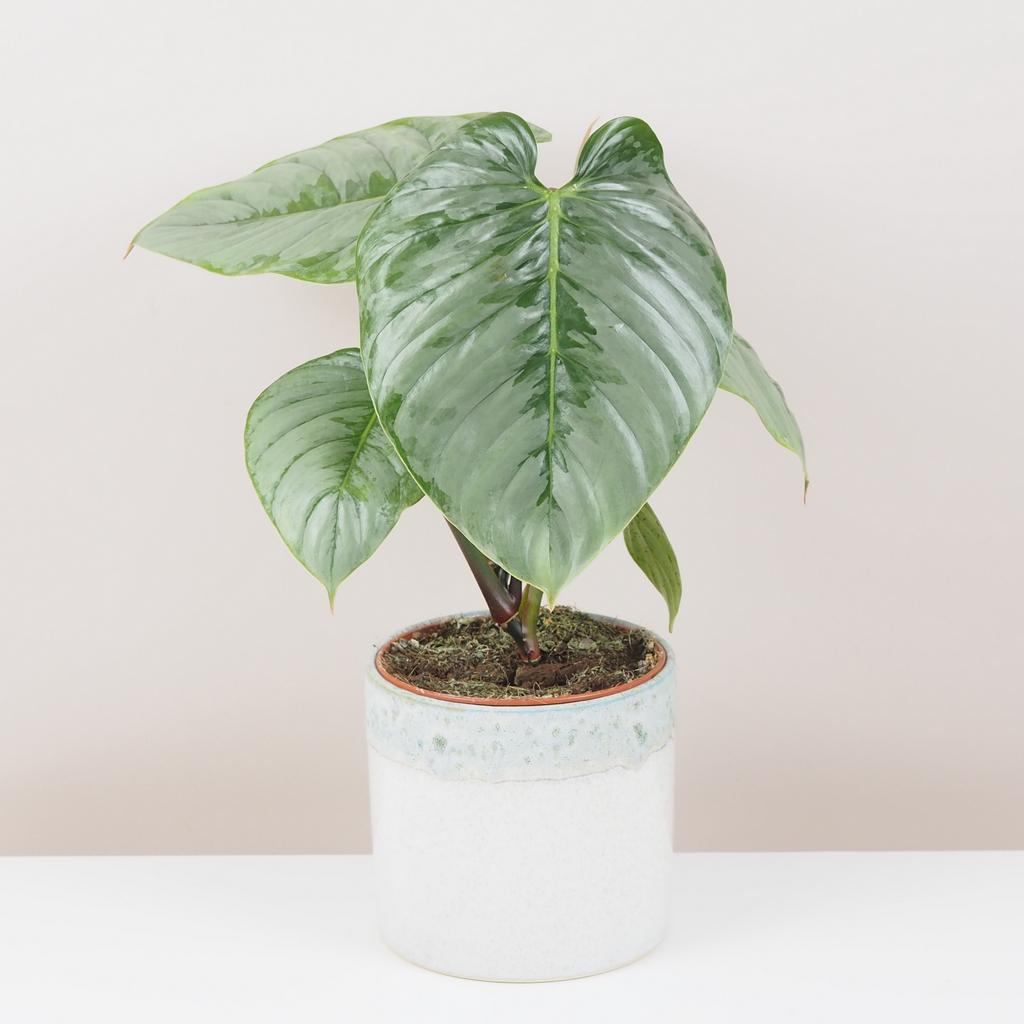 Philodendron 'Sodiroi'