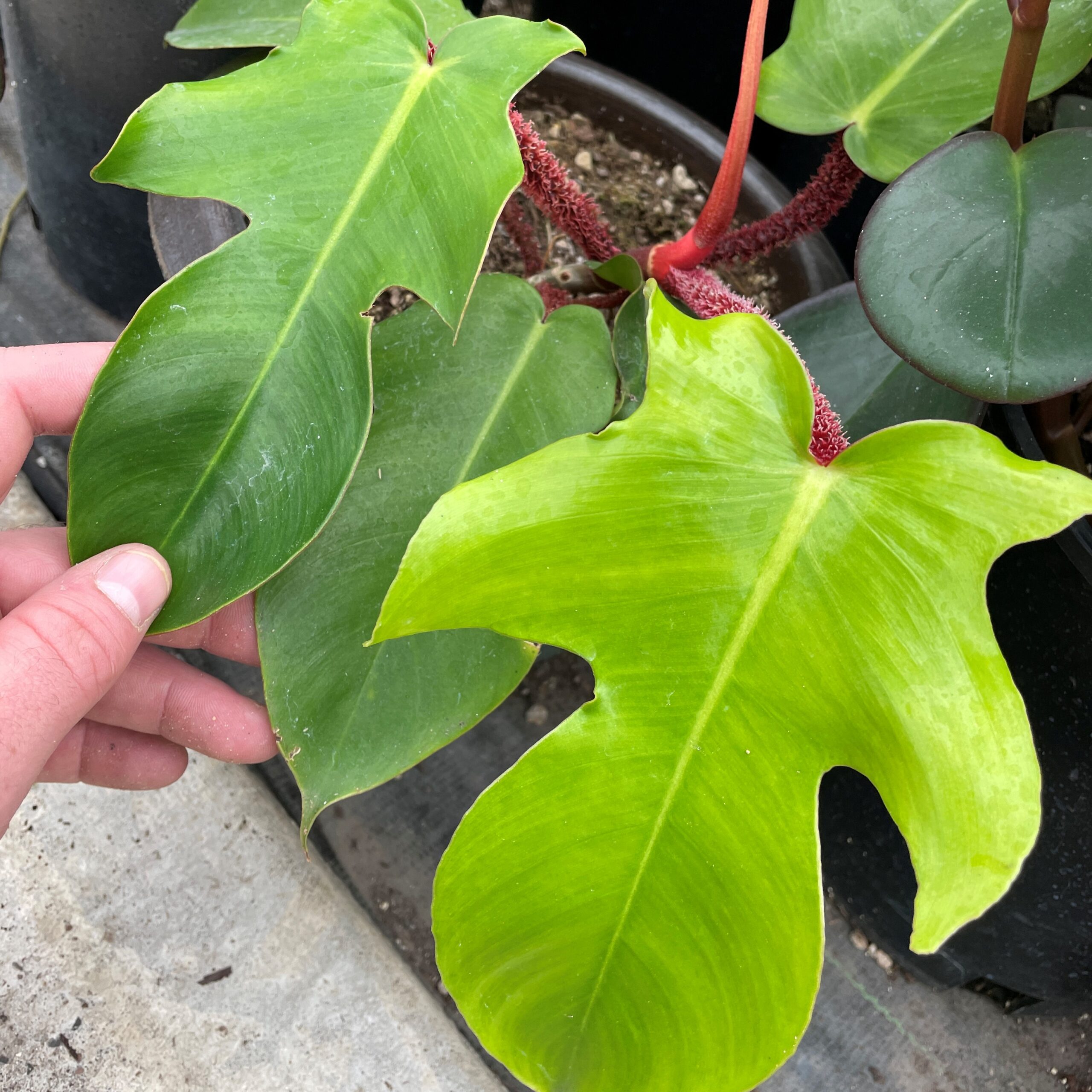 Philodendron squamiferum