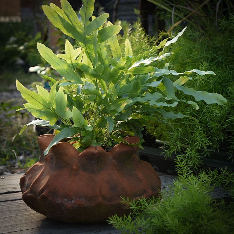 Blue Star Fern