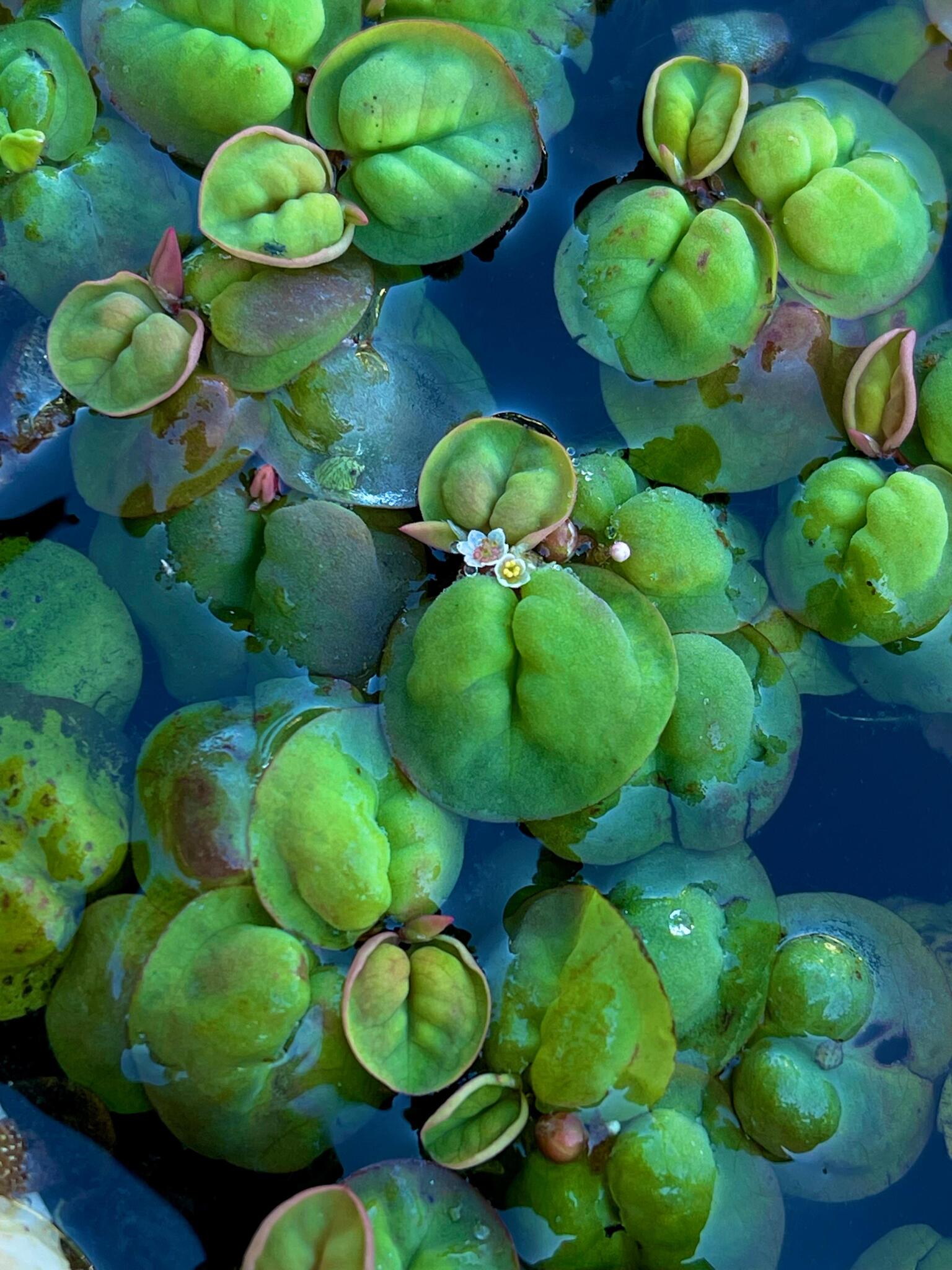 Red Root Floater