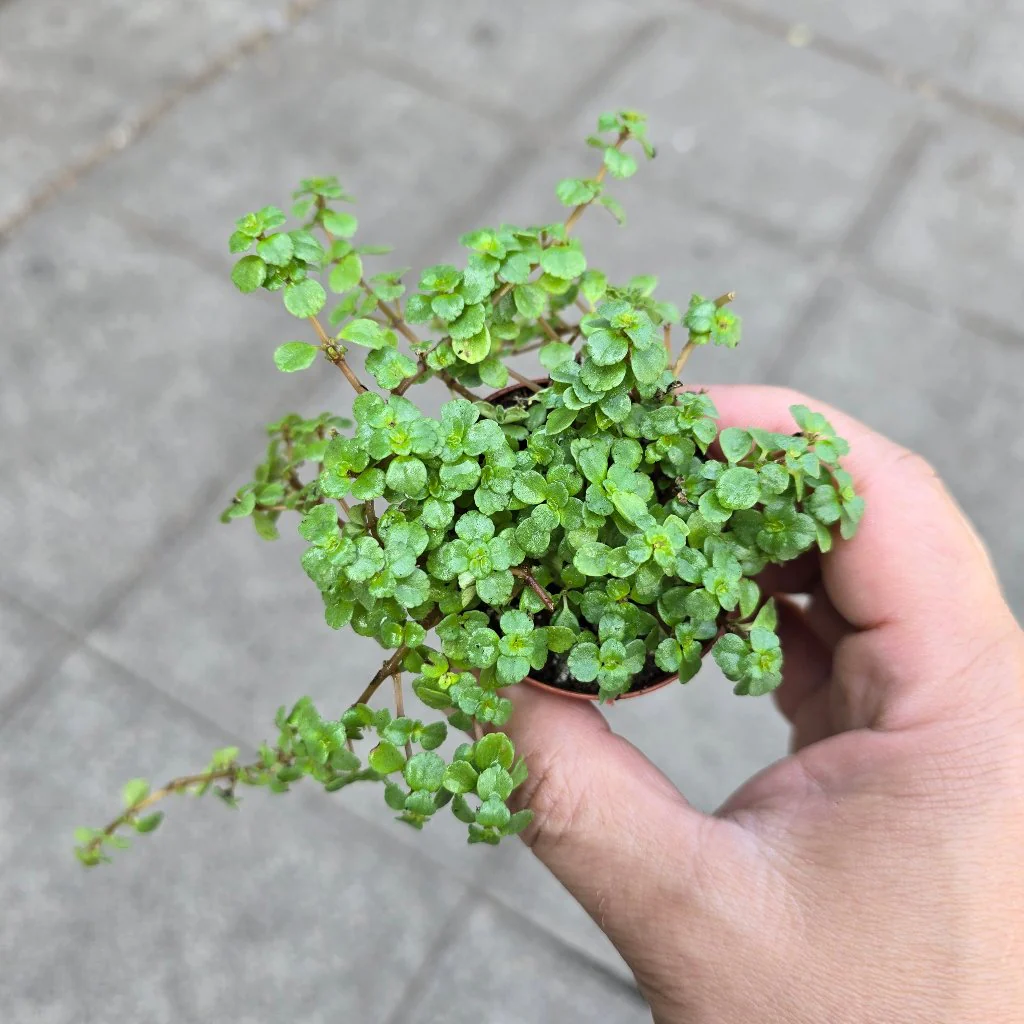 Baby Tears (Pilea)