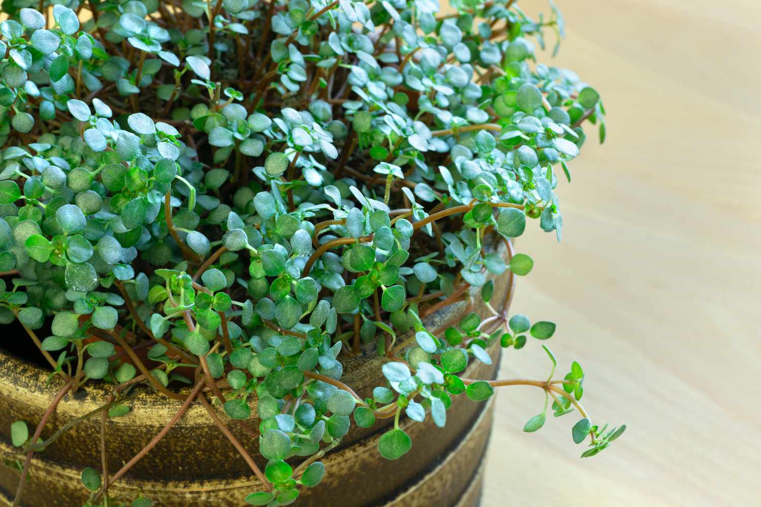 Silver Sparkle Pilea