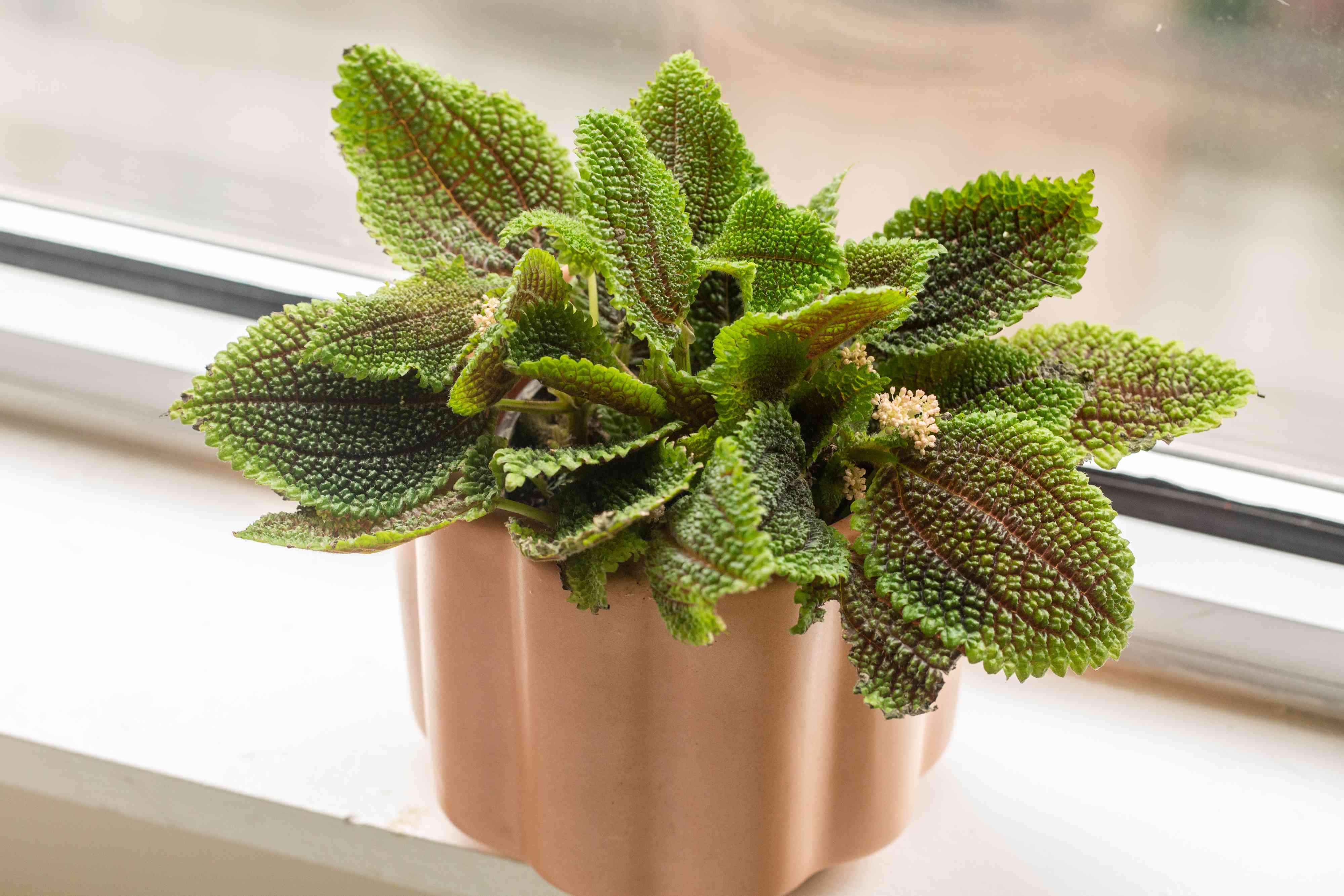 Friendship Plant