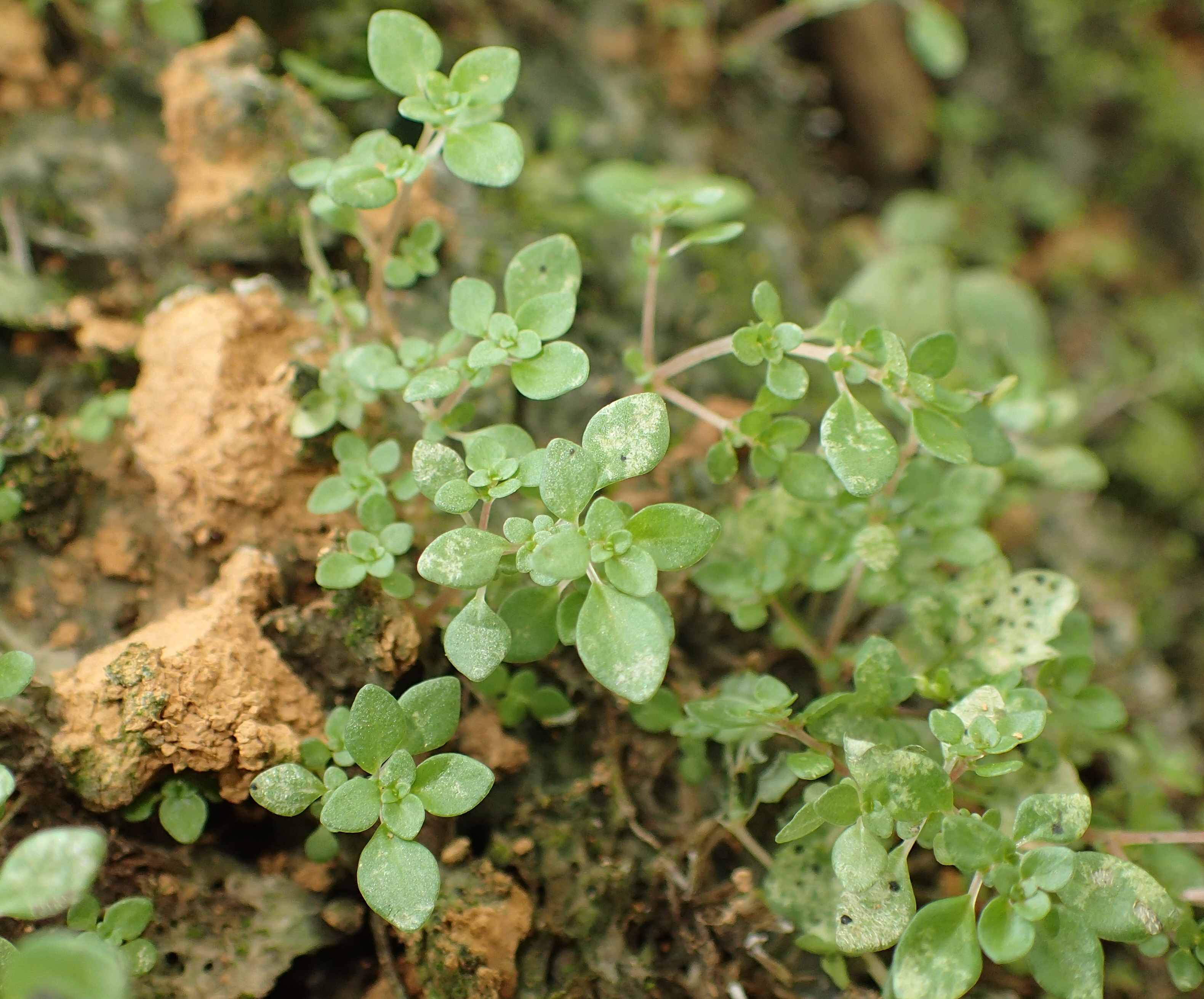 Artillery Plant