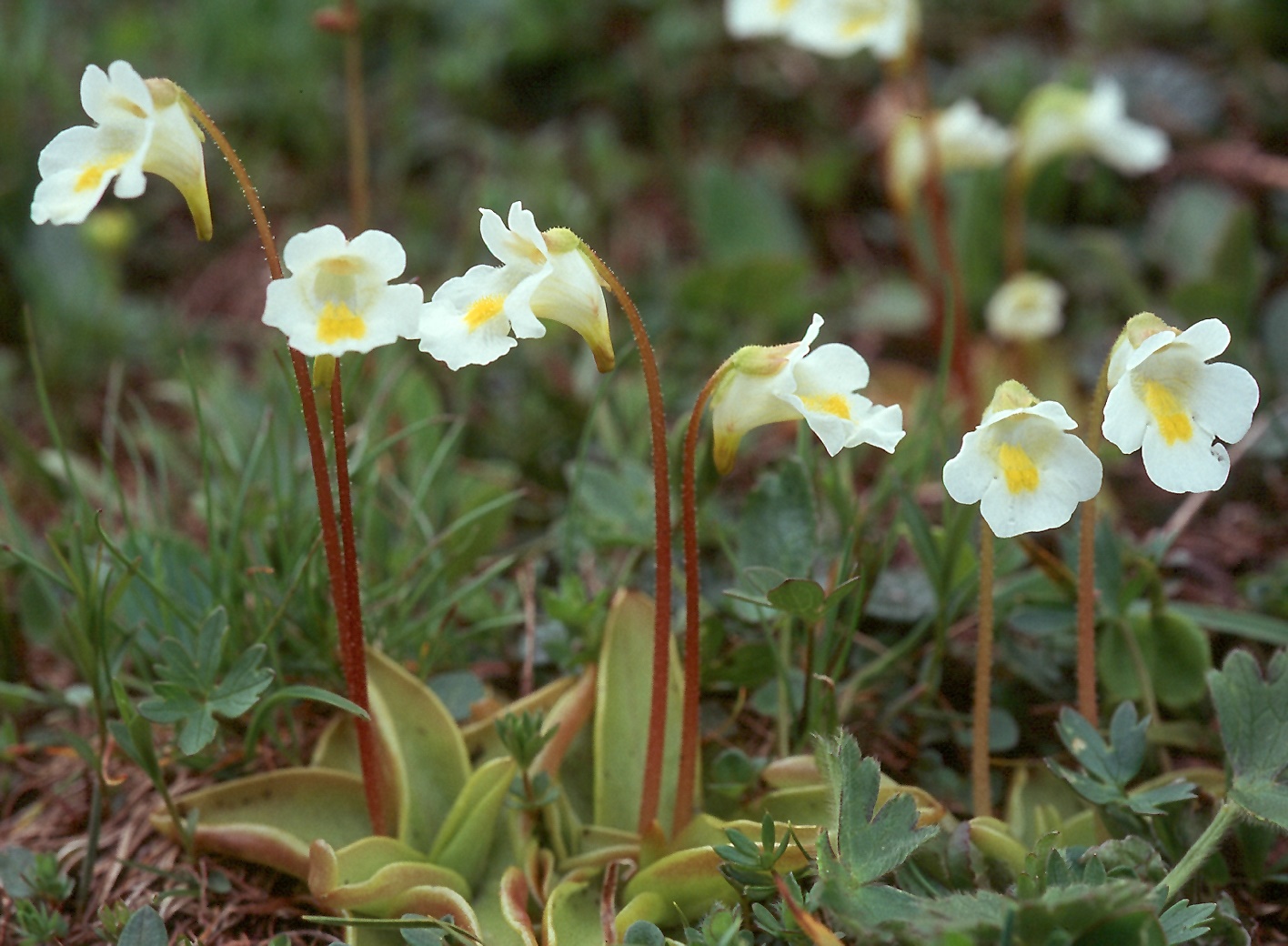 Alpine Butterwort