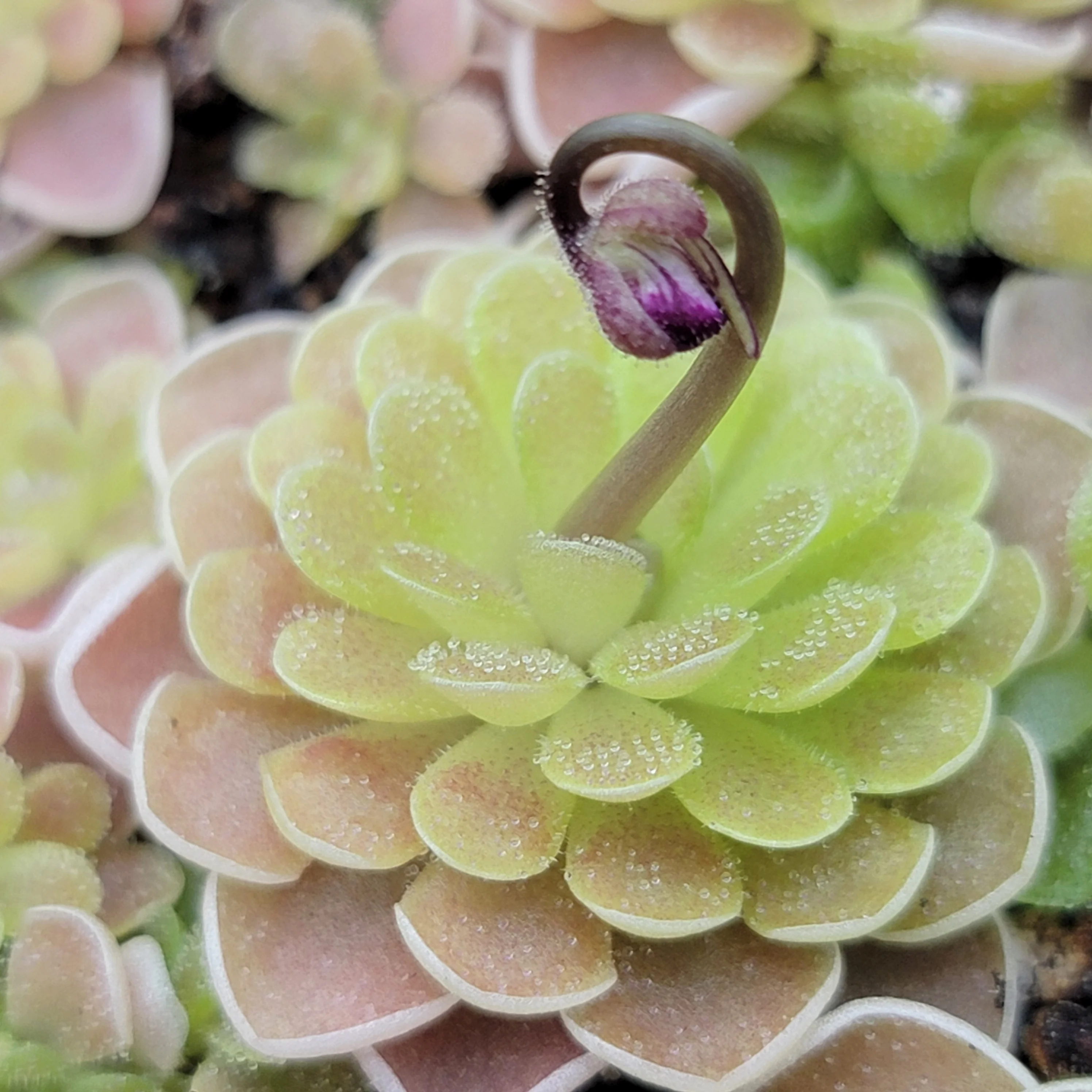 Ehlersiae Butterwort