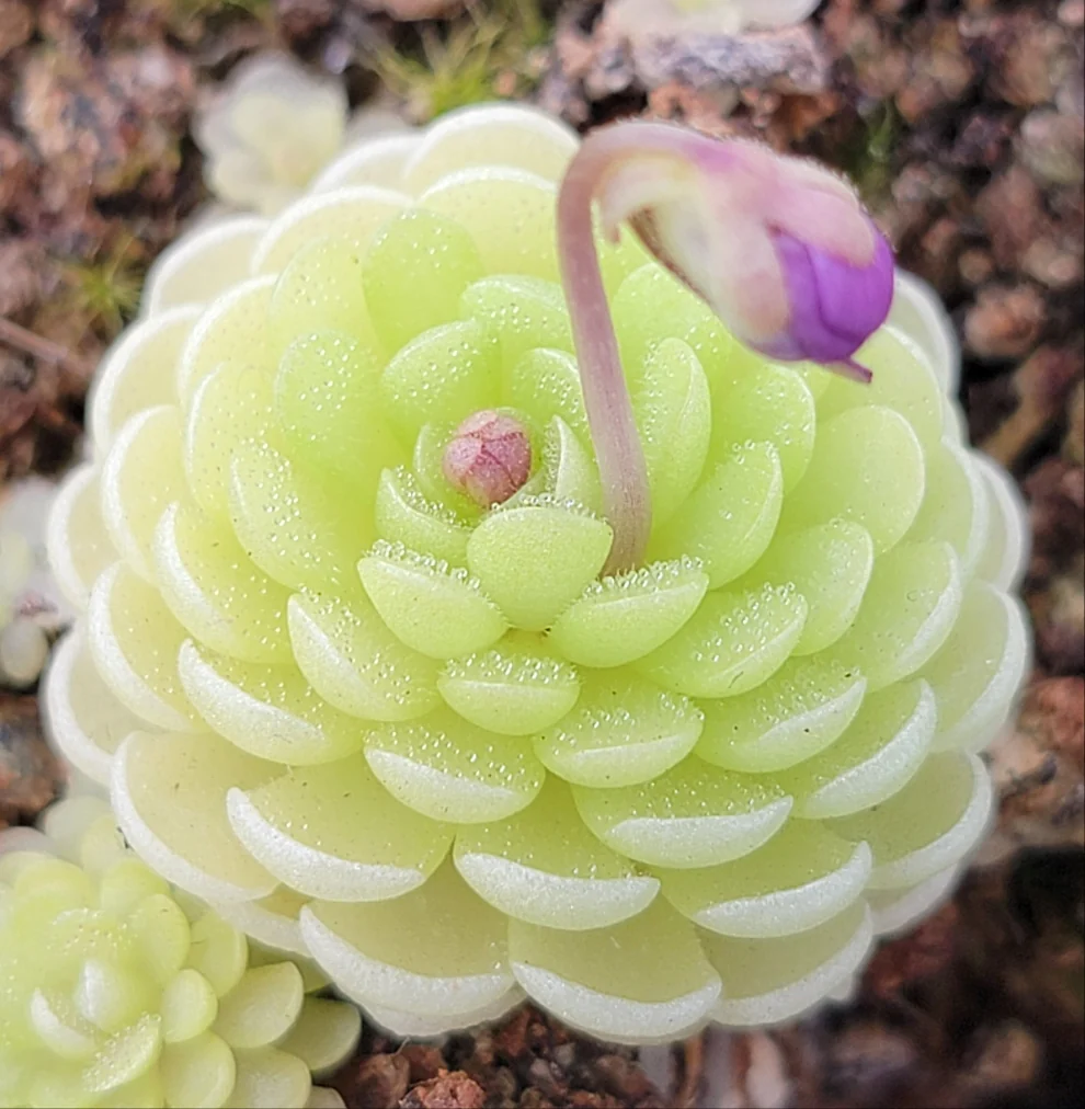Esseriana Butterwort