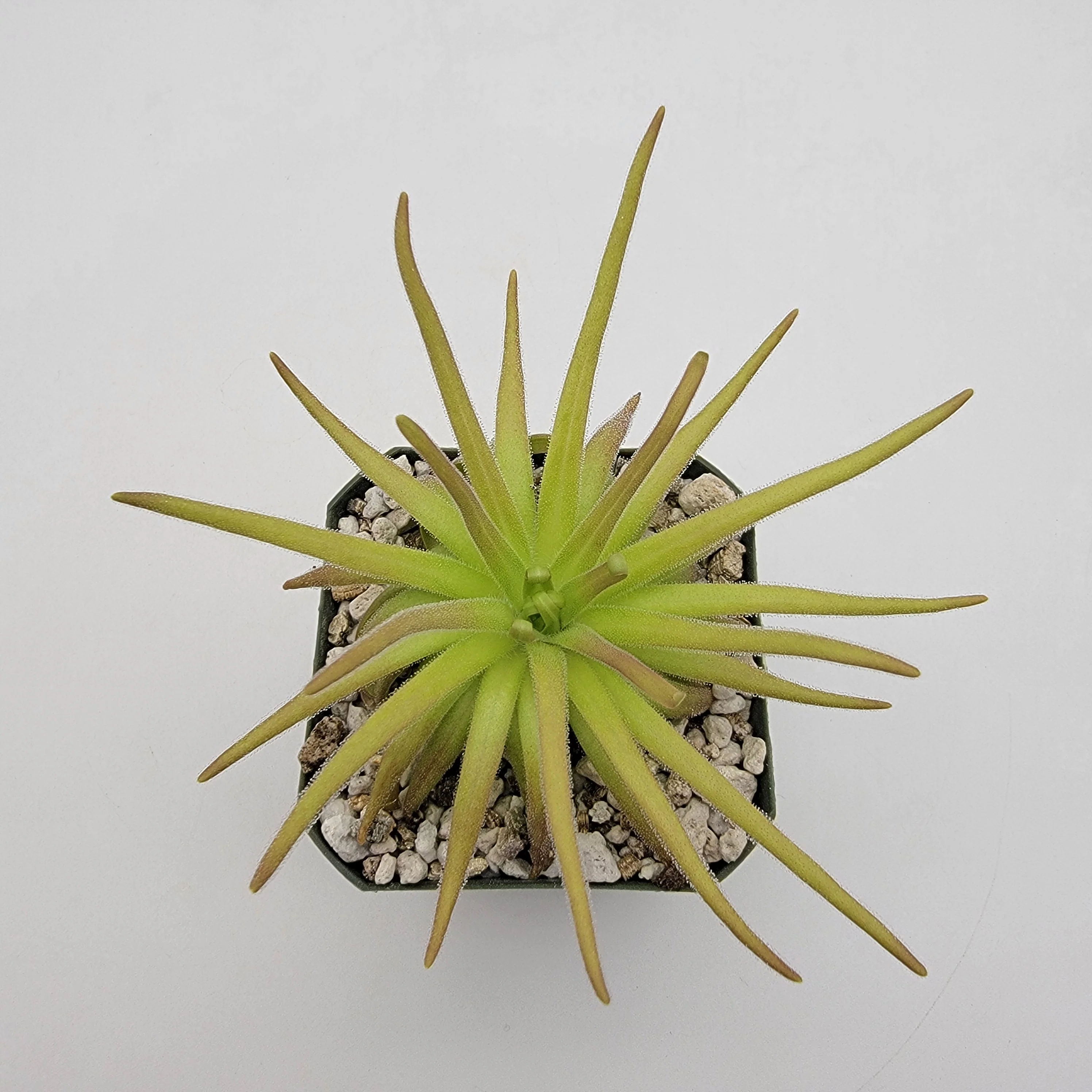 Gypsum Butterwort × Moctezumae