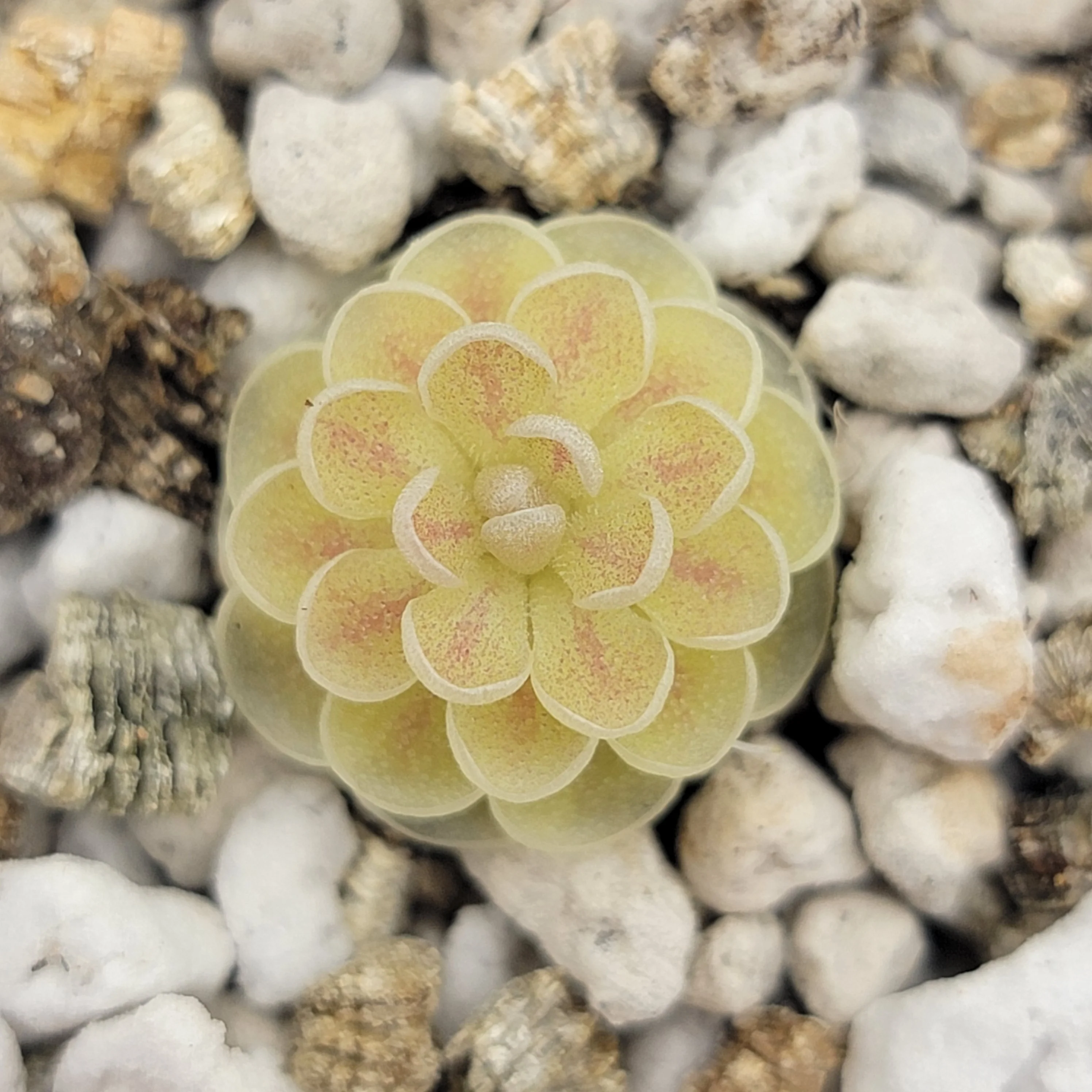 Jaumavensis Butterwort
