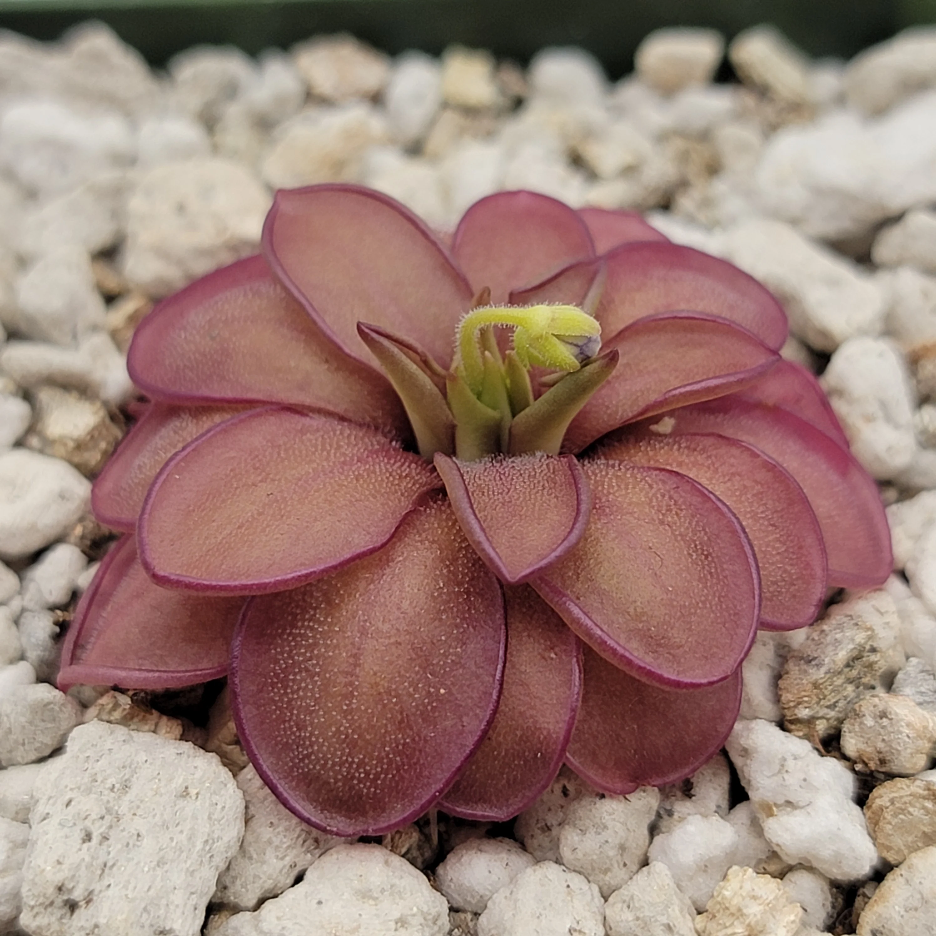 Laueana Butterwort