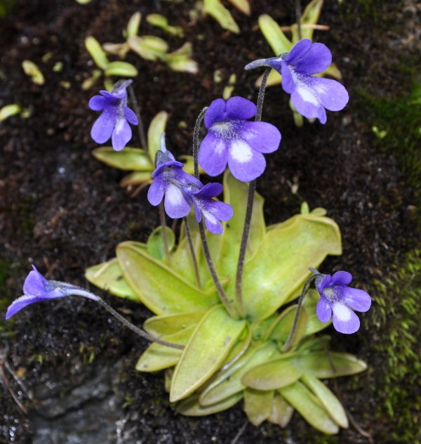 Leptoceras Butterwort