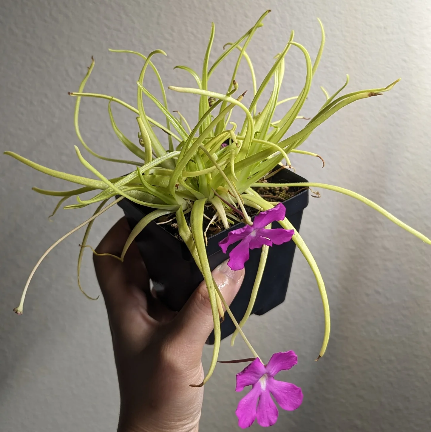Moctezumae Butterwort