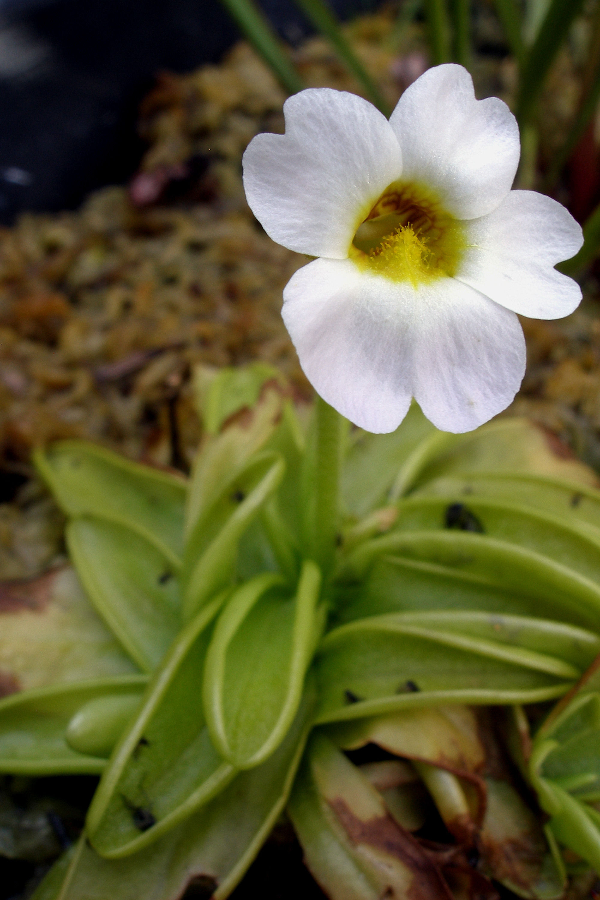 Primrose Butterwort
