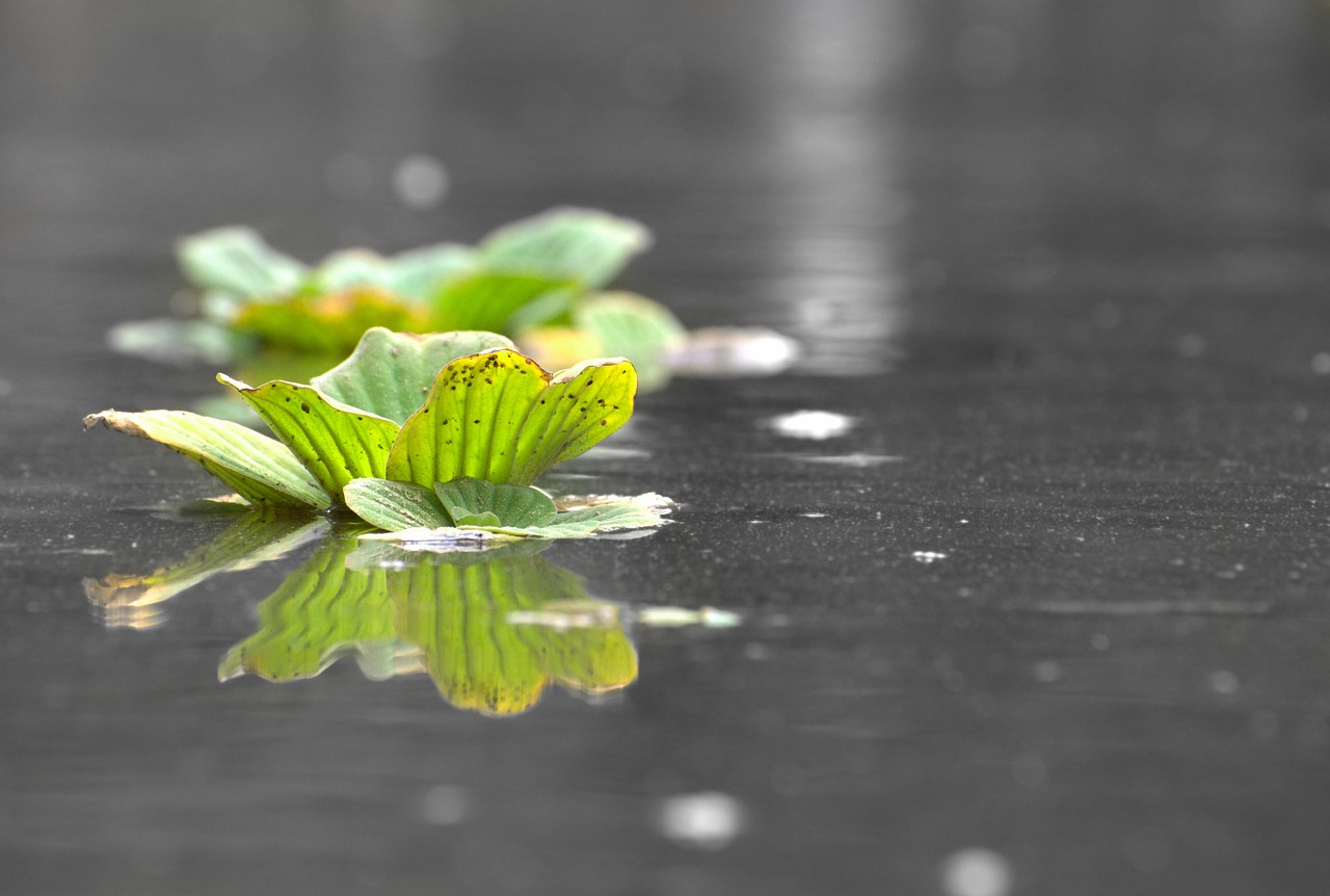 Water Lettuce