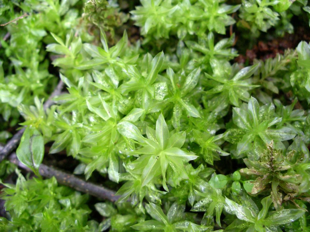 Badge Moss