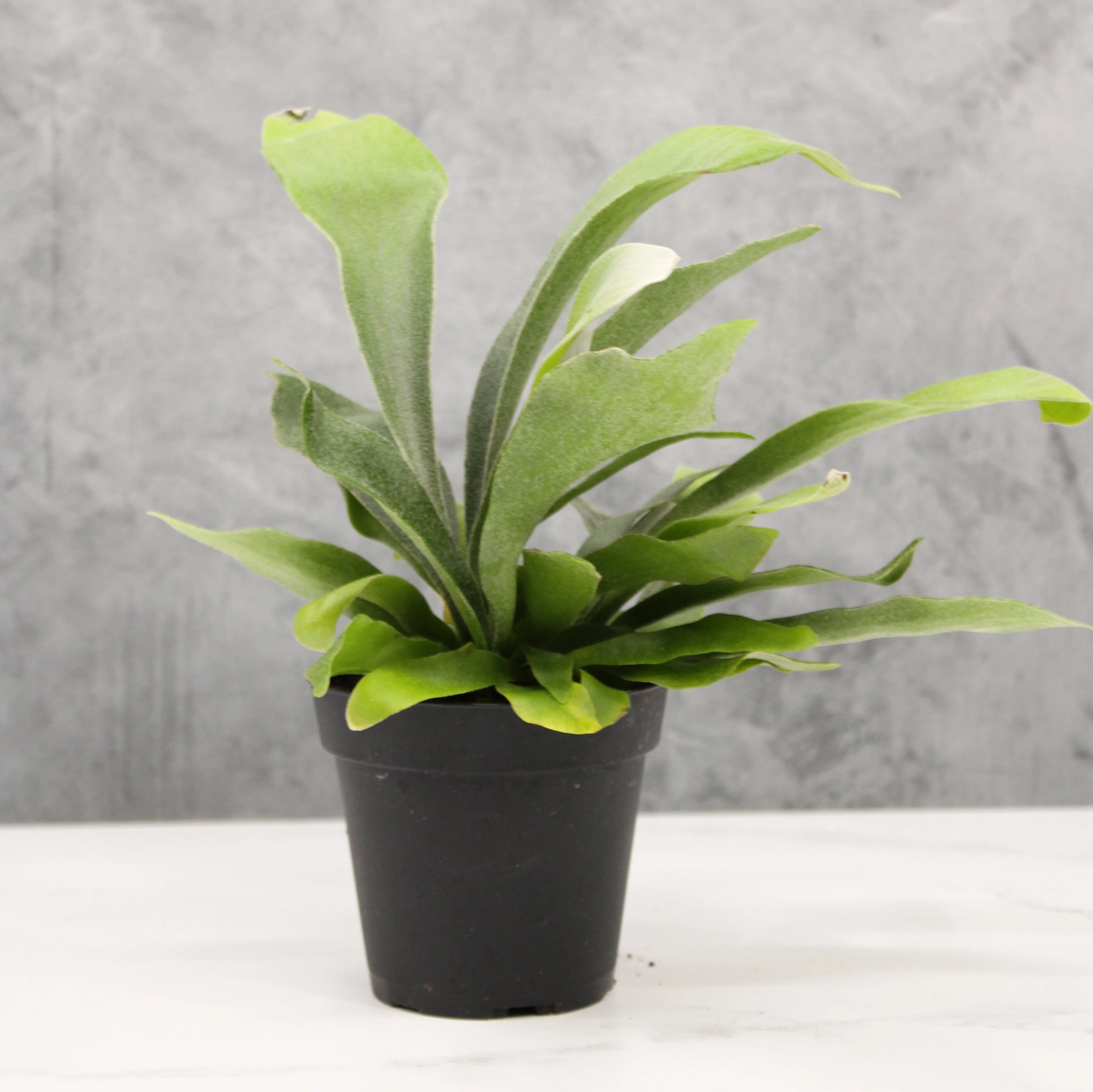 Staghorn Fern