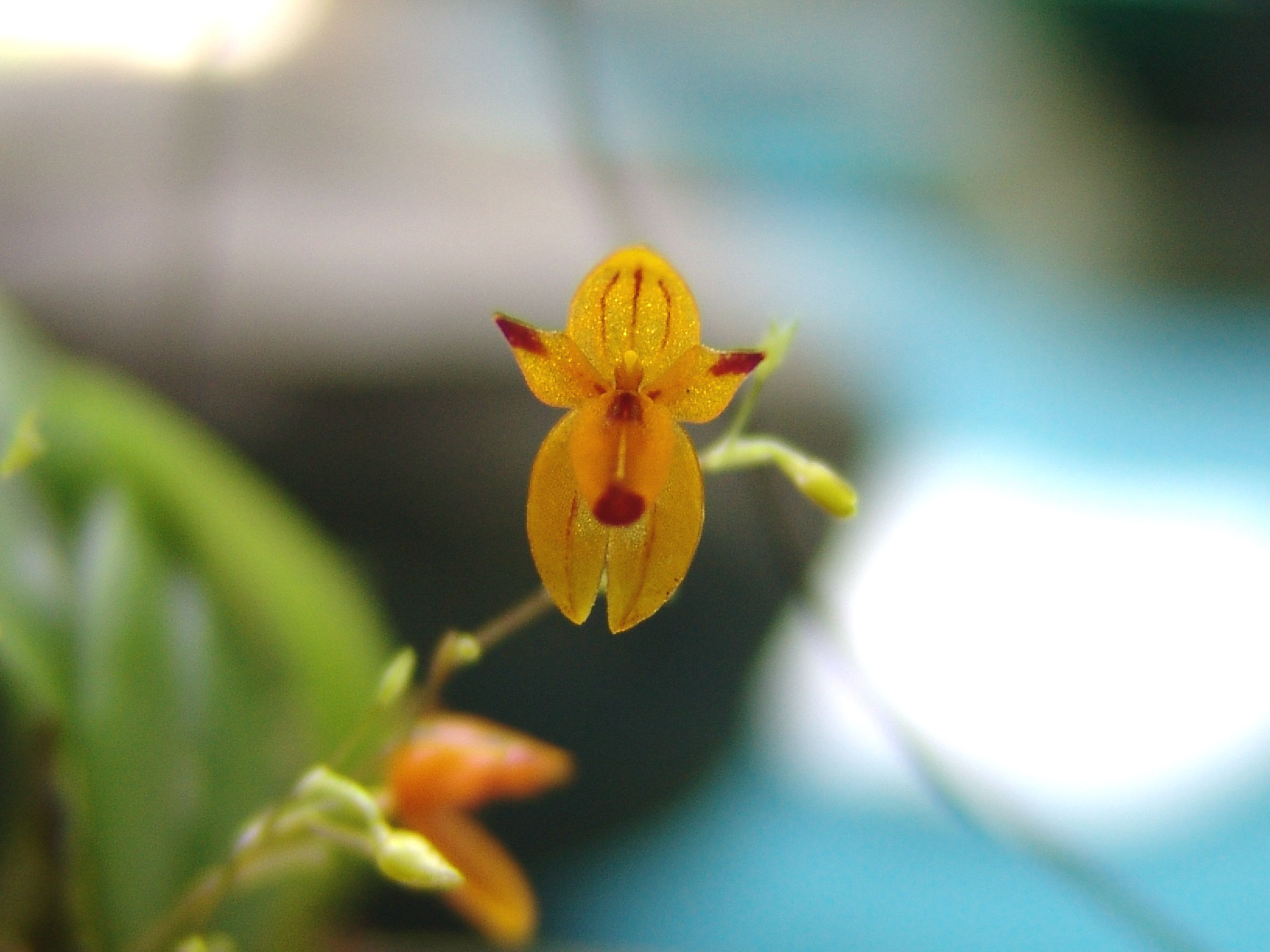 Pleurothallis rubella