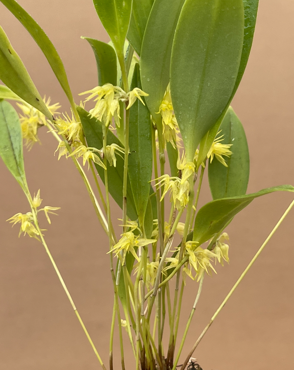 Pleurothallis ruscifolia