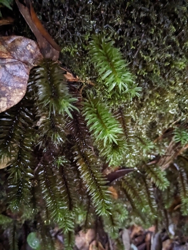 Cirrate Haircap Moss
