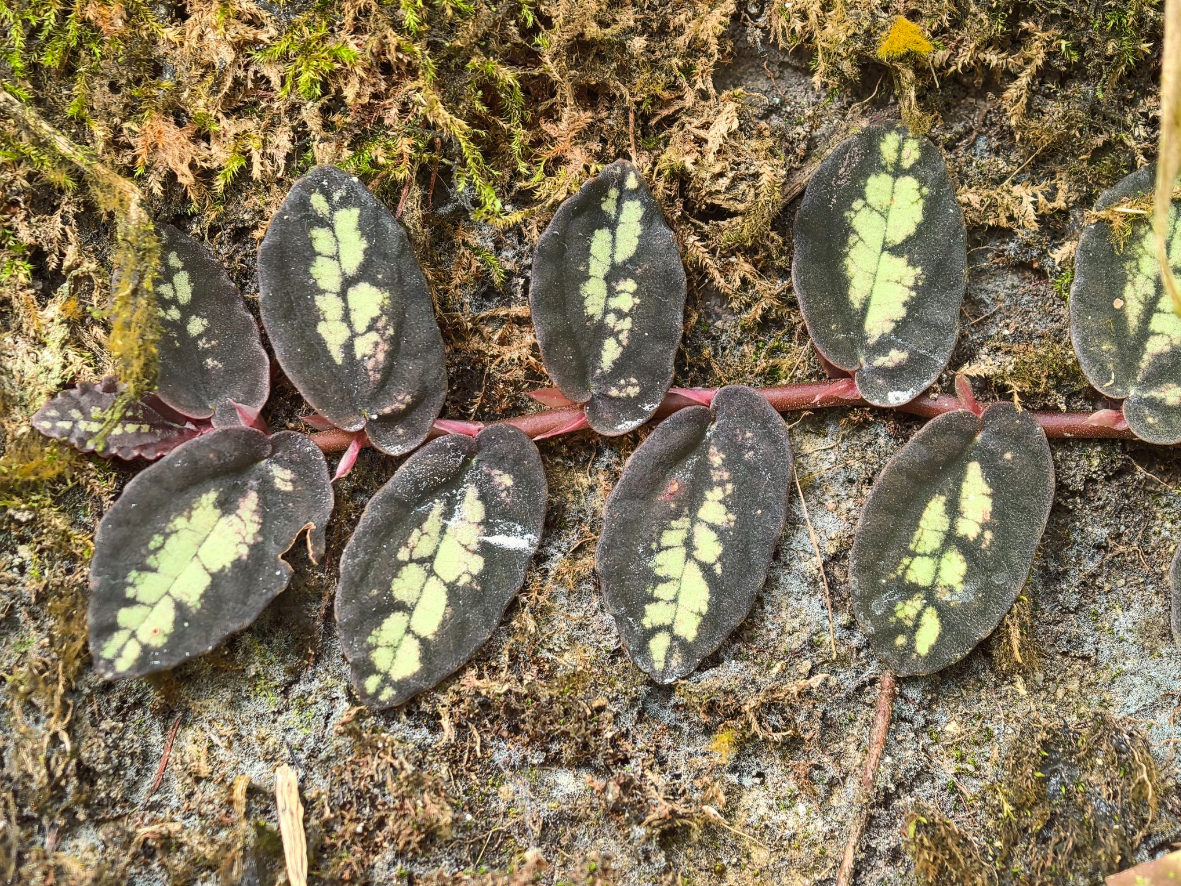 Trailing Watermelon Begonia