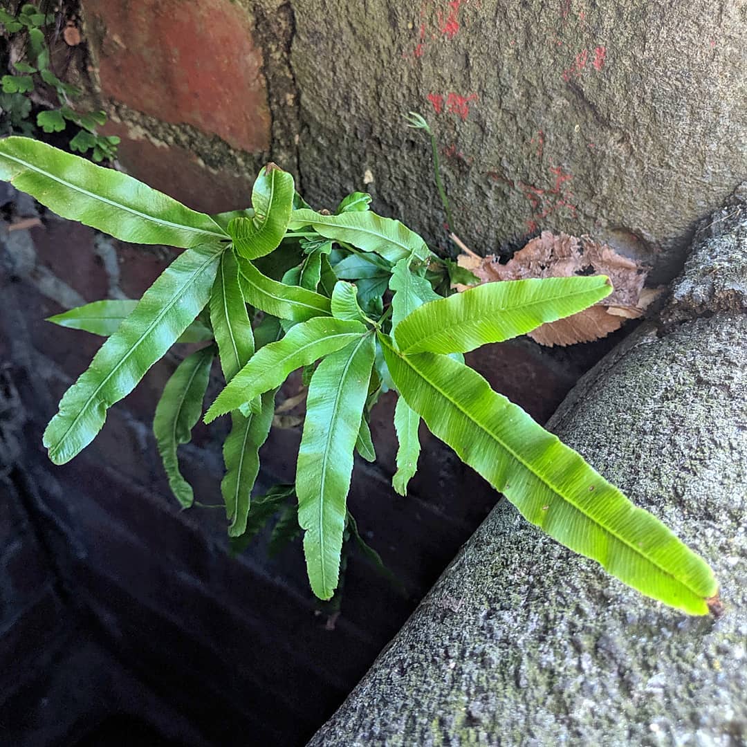 Cretan Brake Fern
