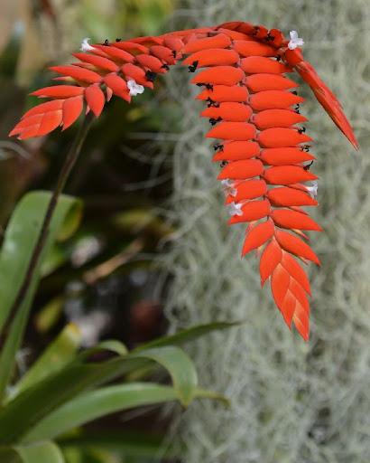 Racinaea dyeriana