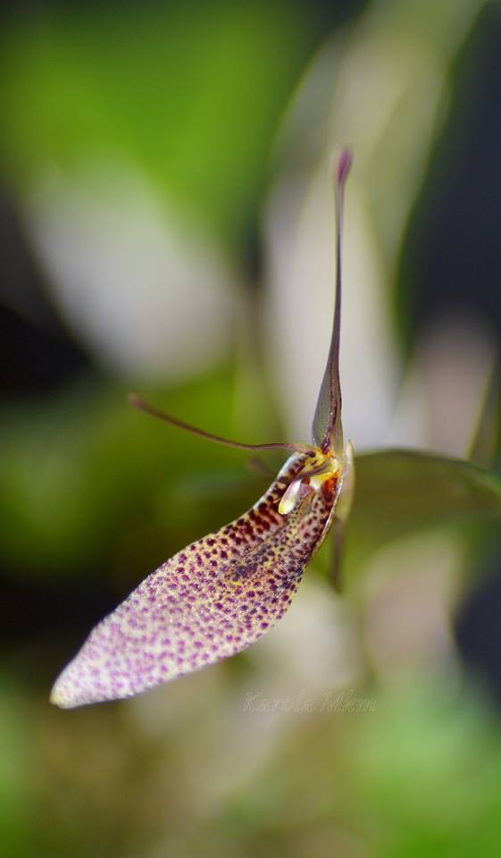 Restrepia tsubatae