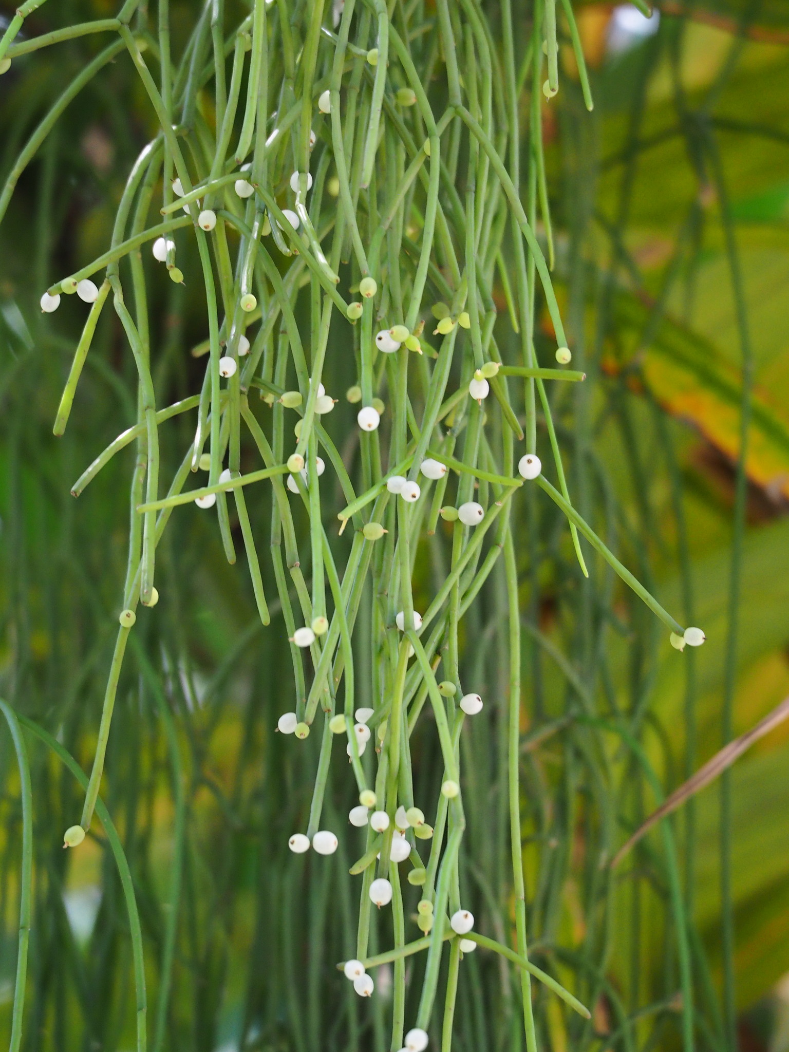 Mistletoe Cactus